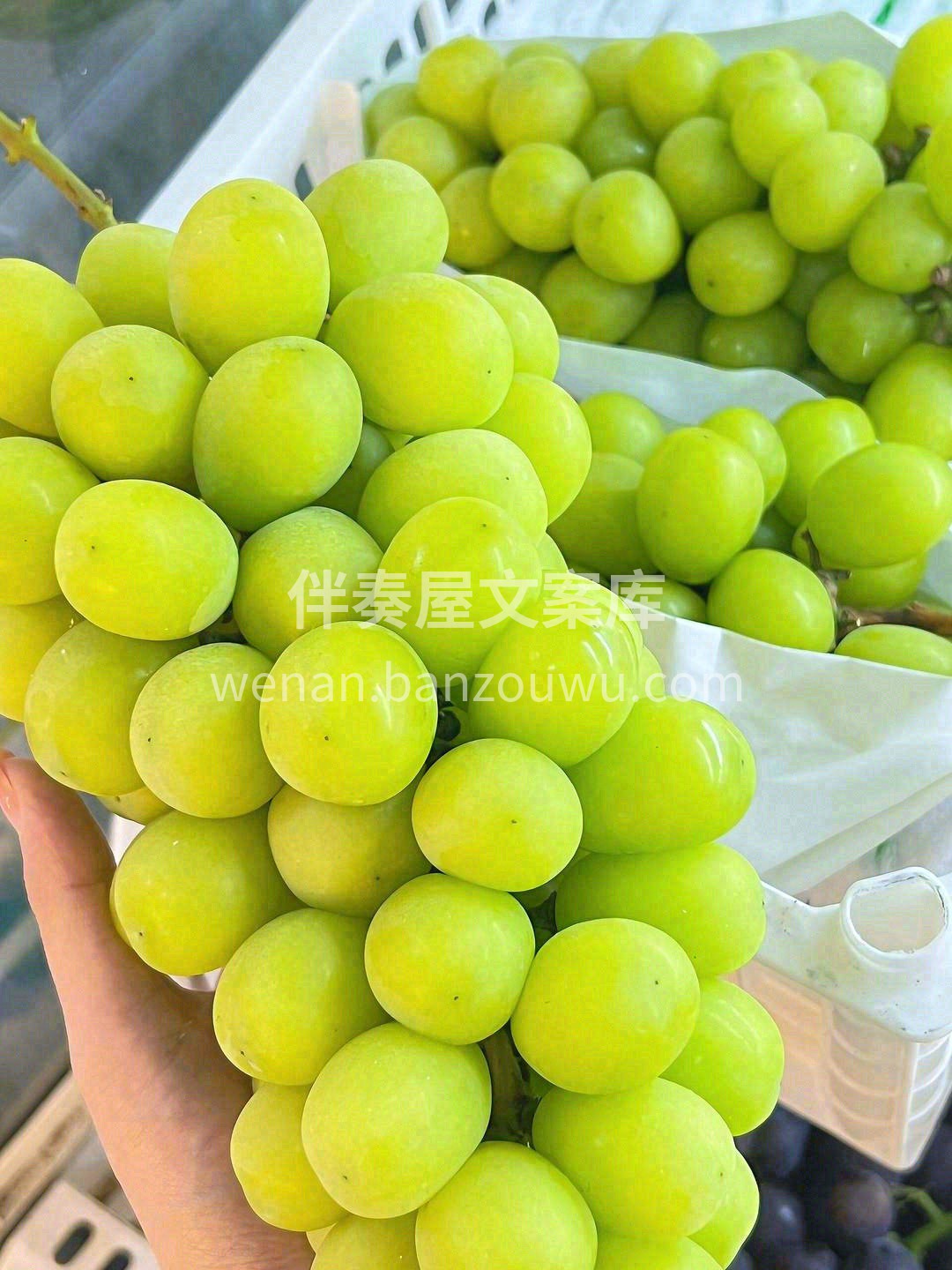 一串优质的阳光玫瑰🌷～ 太优秀了👍️ 颗 配图2