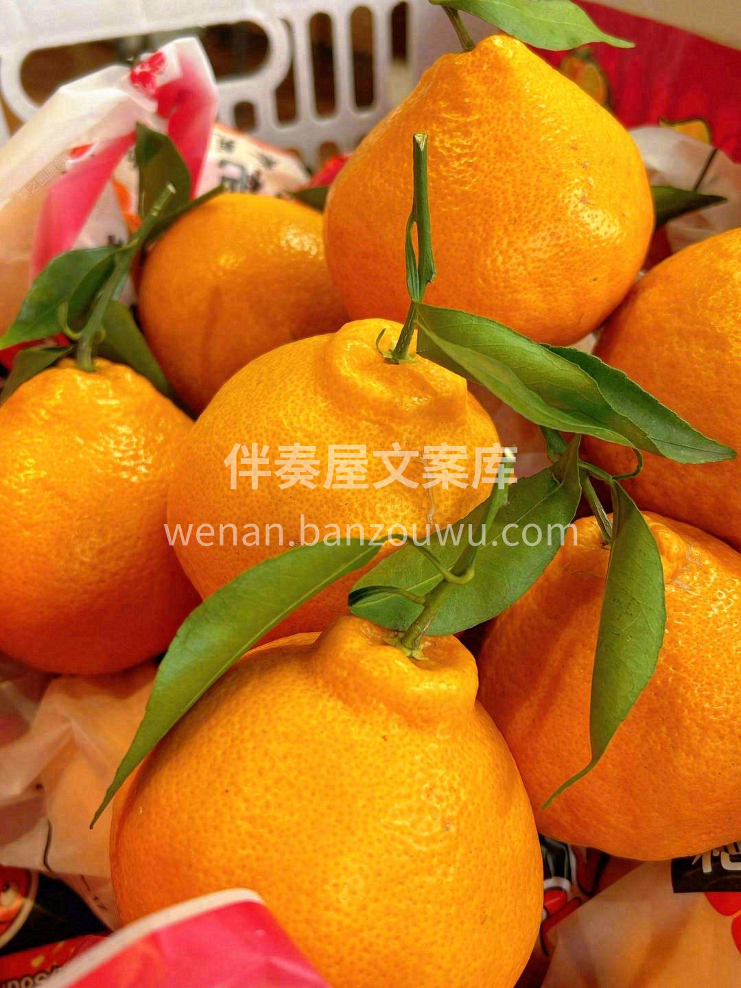 果汁含量很高🍹，远胜一般柑橘！ 一颗颗果 配图3