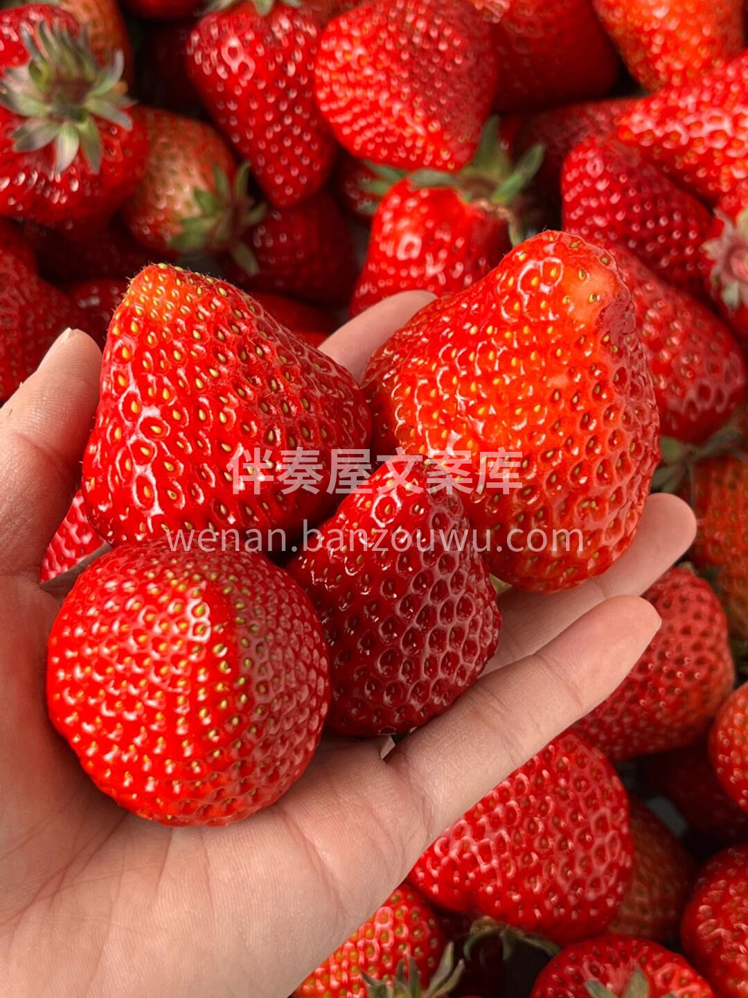🌟最新到货🌟 双流草莓🍓，鲜红艳丽，酸甜 配图1