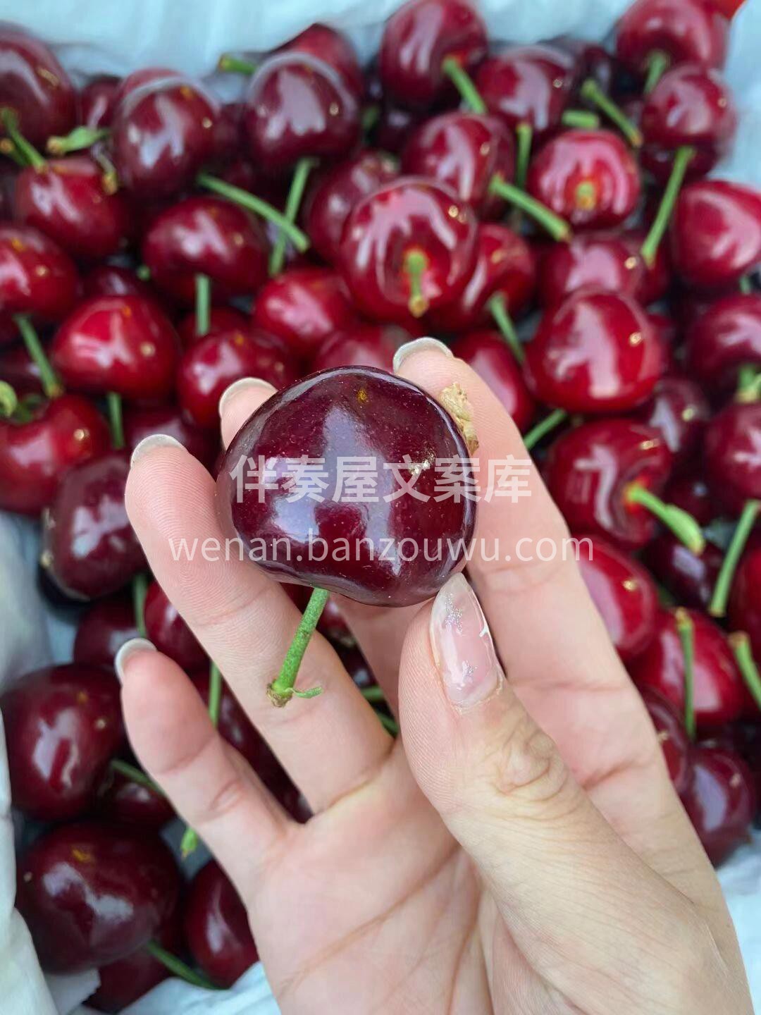 🍒一年一度的樱桃季已到来，樱桃界的皇后👍 配图2