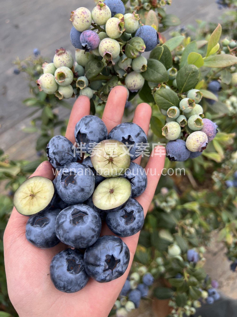🌴云南小糖豆蓝莓必须安利！❤️咬下去又脆 配图1