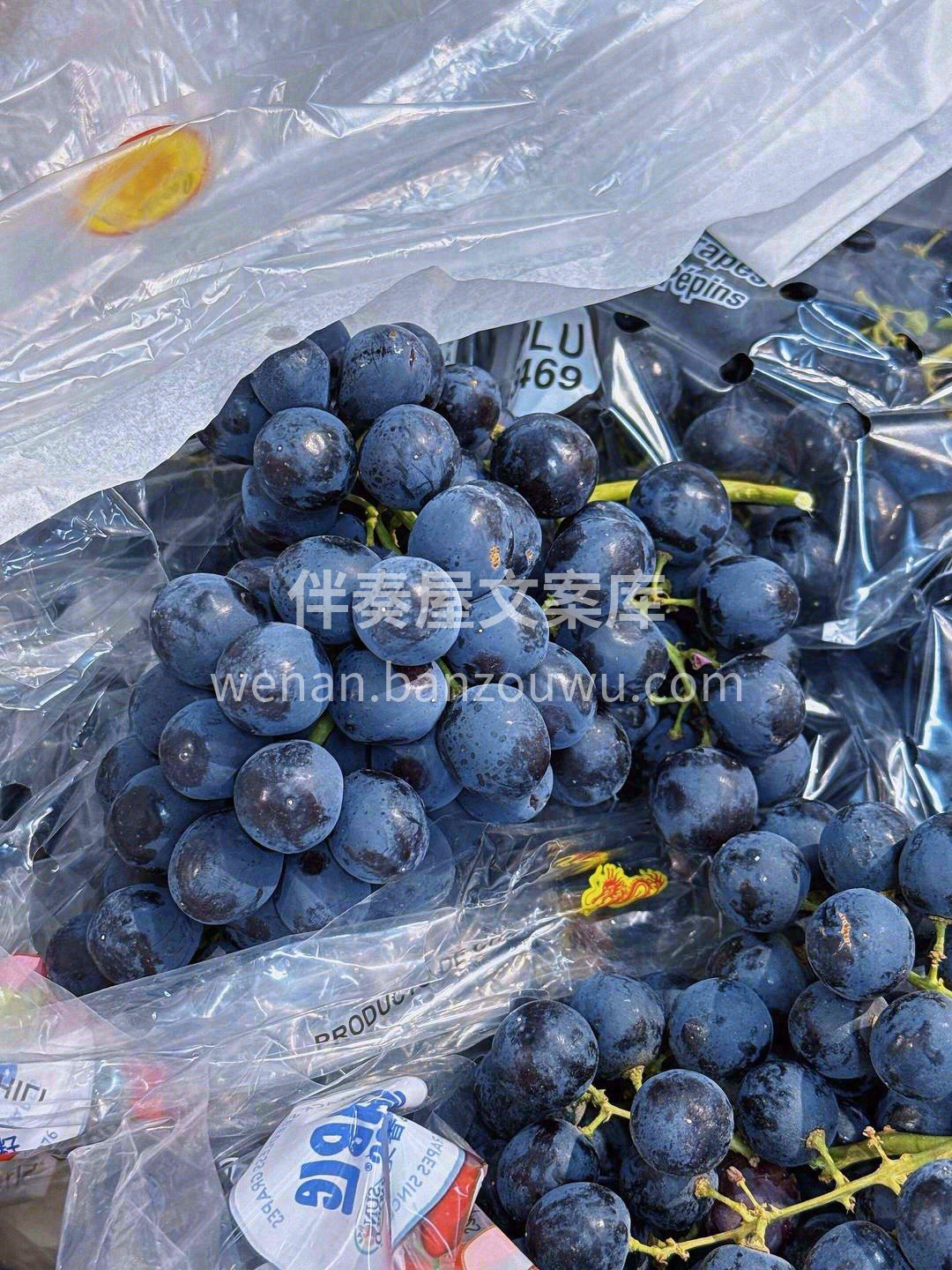 脆嫩甜蜜的紫霞宝珠🖤，一袭神秘的黑衣，散 配图2