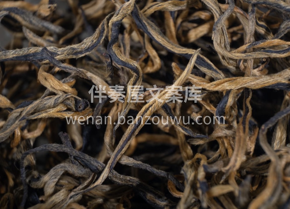 英德的茶山，春芽吸足了南粤的热与润，经传 配图1