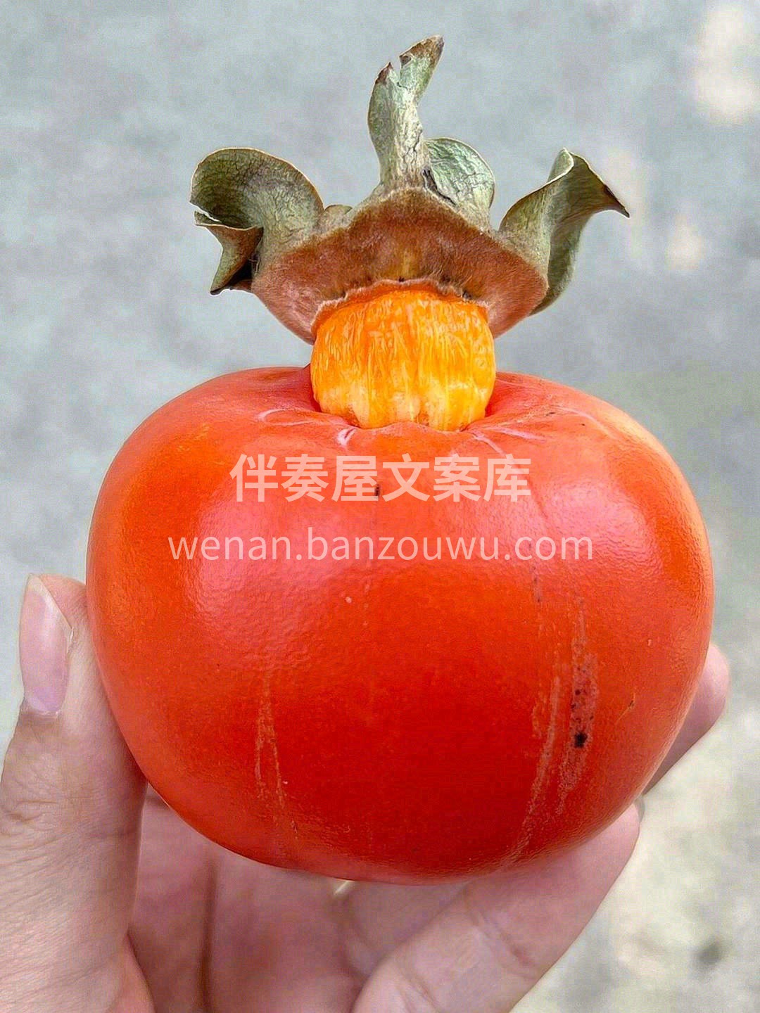 🍅今日推荐“七月黄柿子” 熟软后，无丝无 配图3