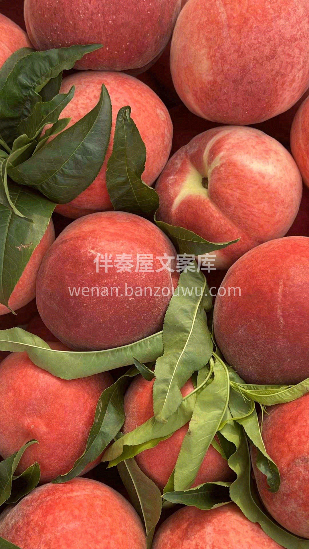 🙊一口下去，难以自持，爆汁之余，独特的花 配图1