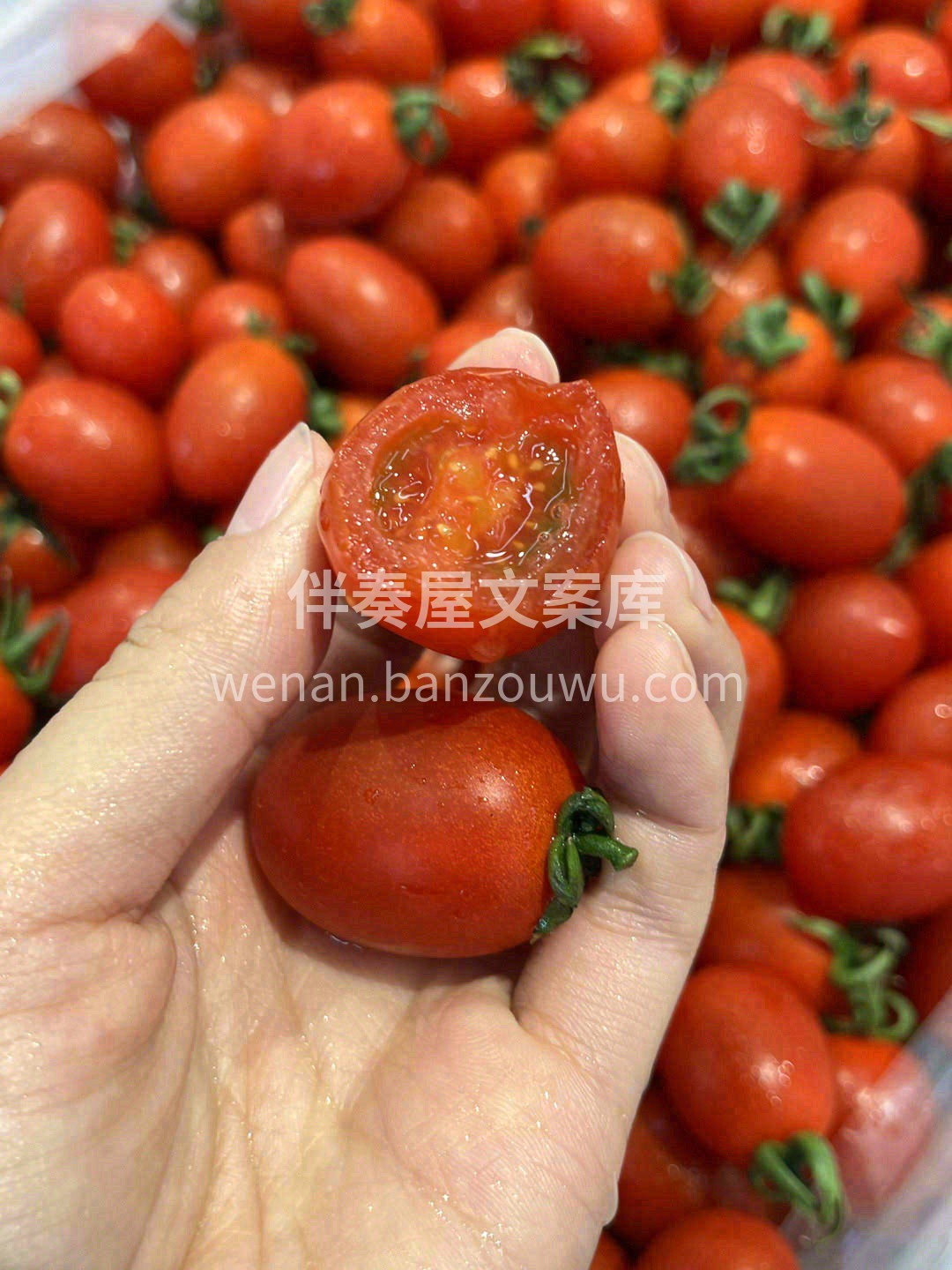 这颗釜山88玲珑小番茄🍅 跟你之前吃过的 配图1
