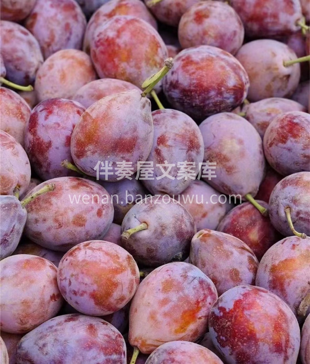 超级推荐这款西梅👏 当下正是西梅的季节， 配图3