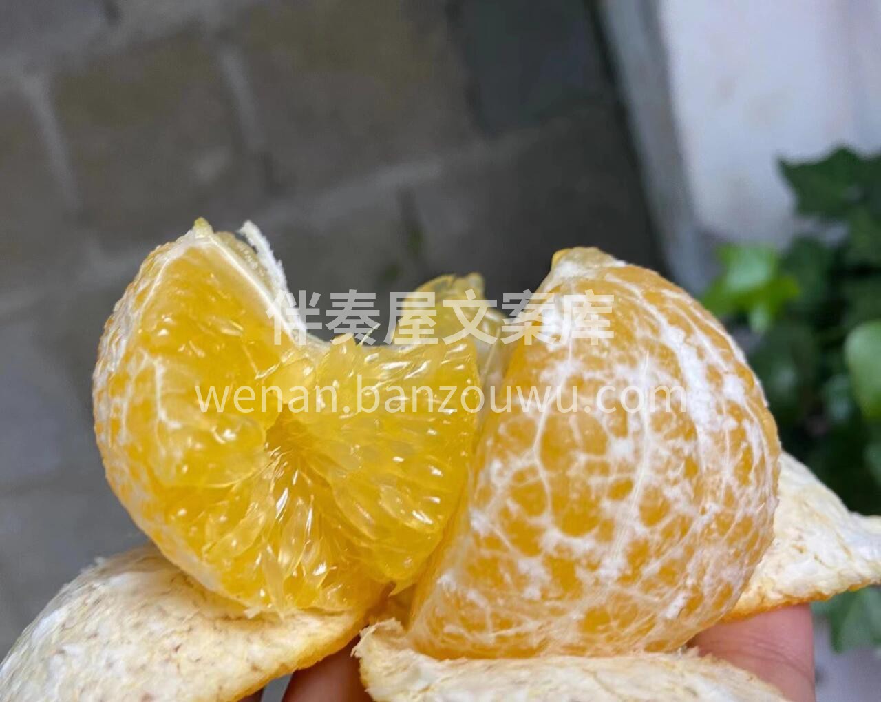 🍊 皇帝柑清甜爽口！ 果皮光滑易剥离👌一 配图2