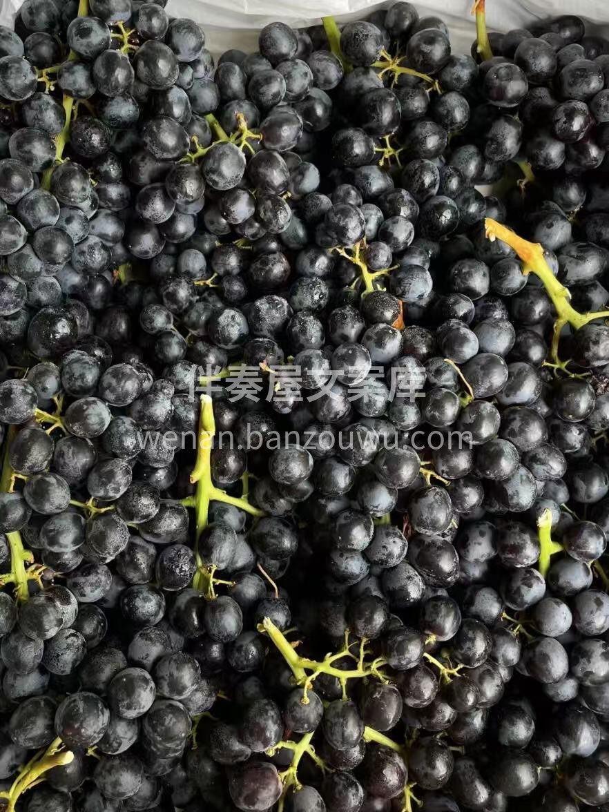 🍇 玫瑰香提子香甜爆汁！ 果粒饱满，清新 配图2