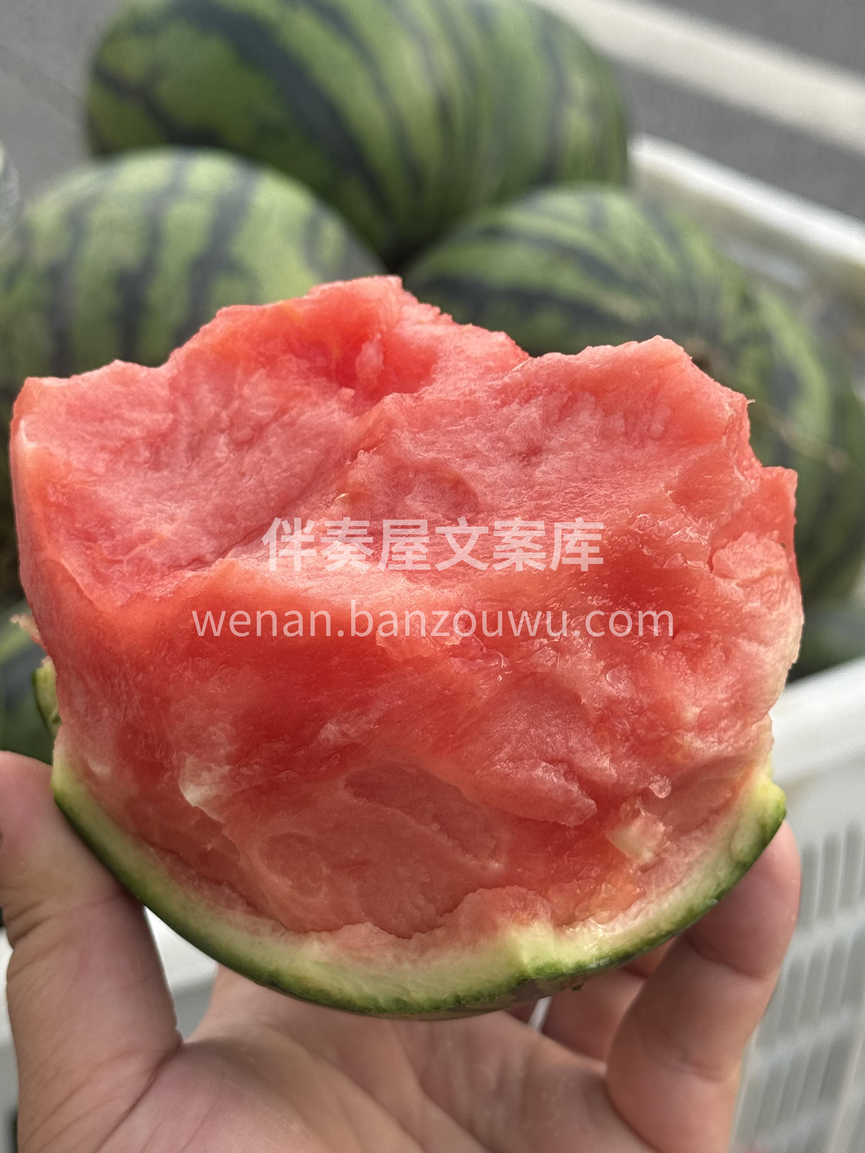 🔥小糖丸西瓜到货！ 个头小巧皮薄如纸🍉  配图1