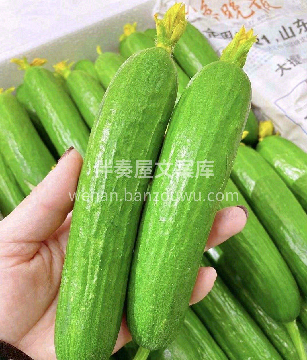 🥒水果黄瓜个头比较Q萌小巧，通身可以吃， 配图2