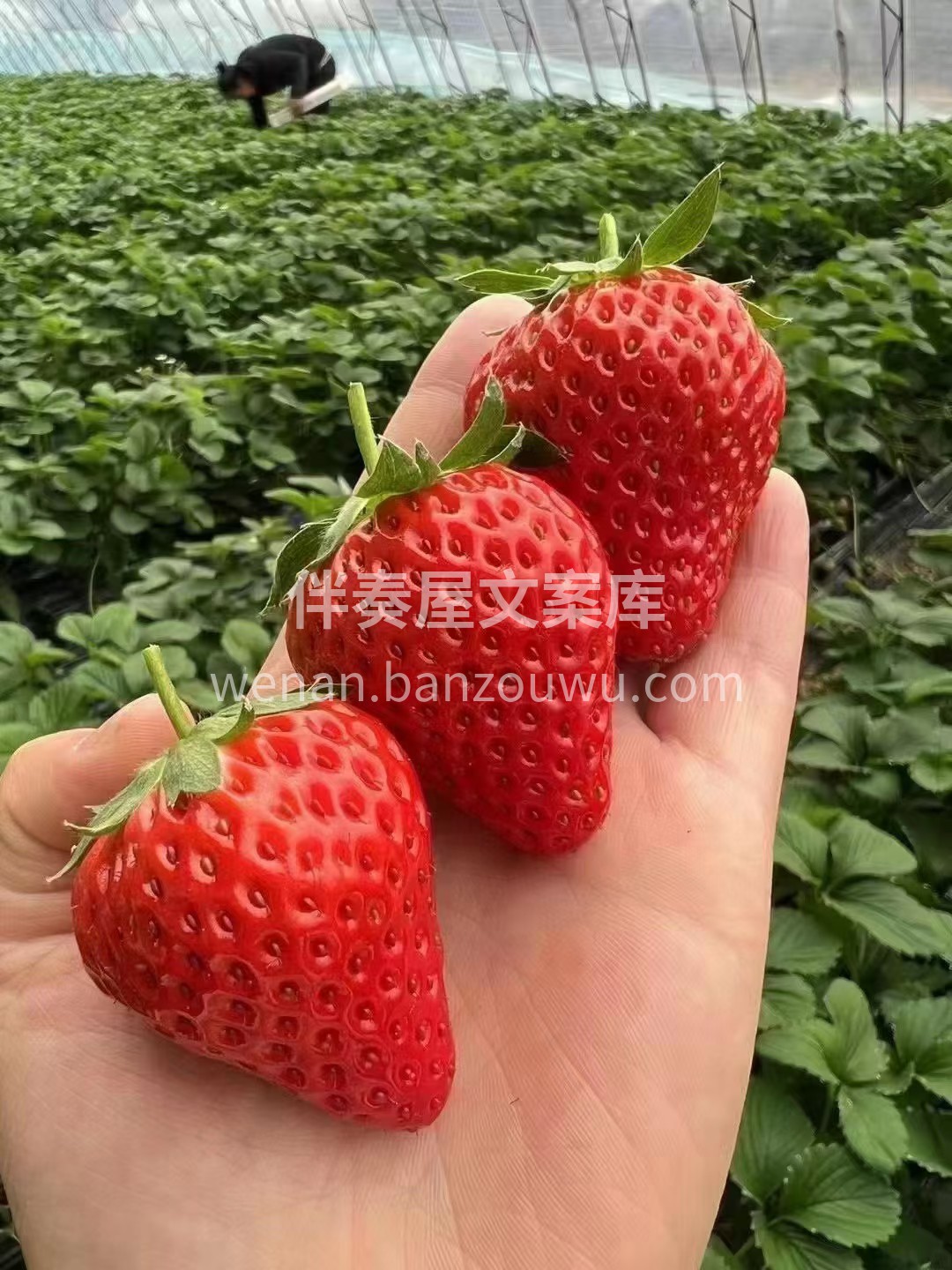丹东草莓🍓 自然生长的甜润 果肉紧实绵密 配图2