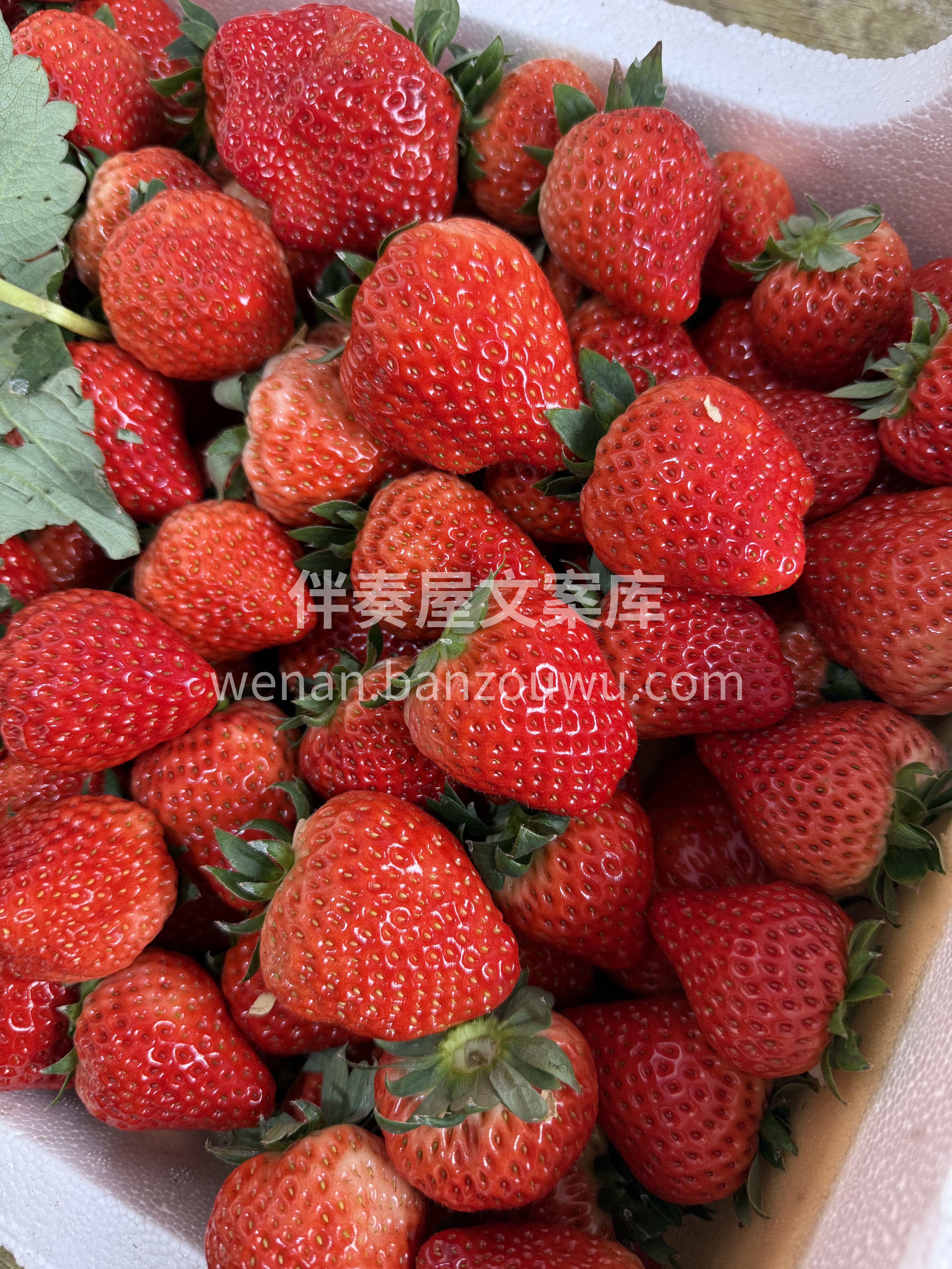 🍓红颜草莓甜度升级！ 果肉鲜嫩爆汁，香气 配图2