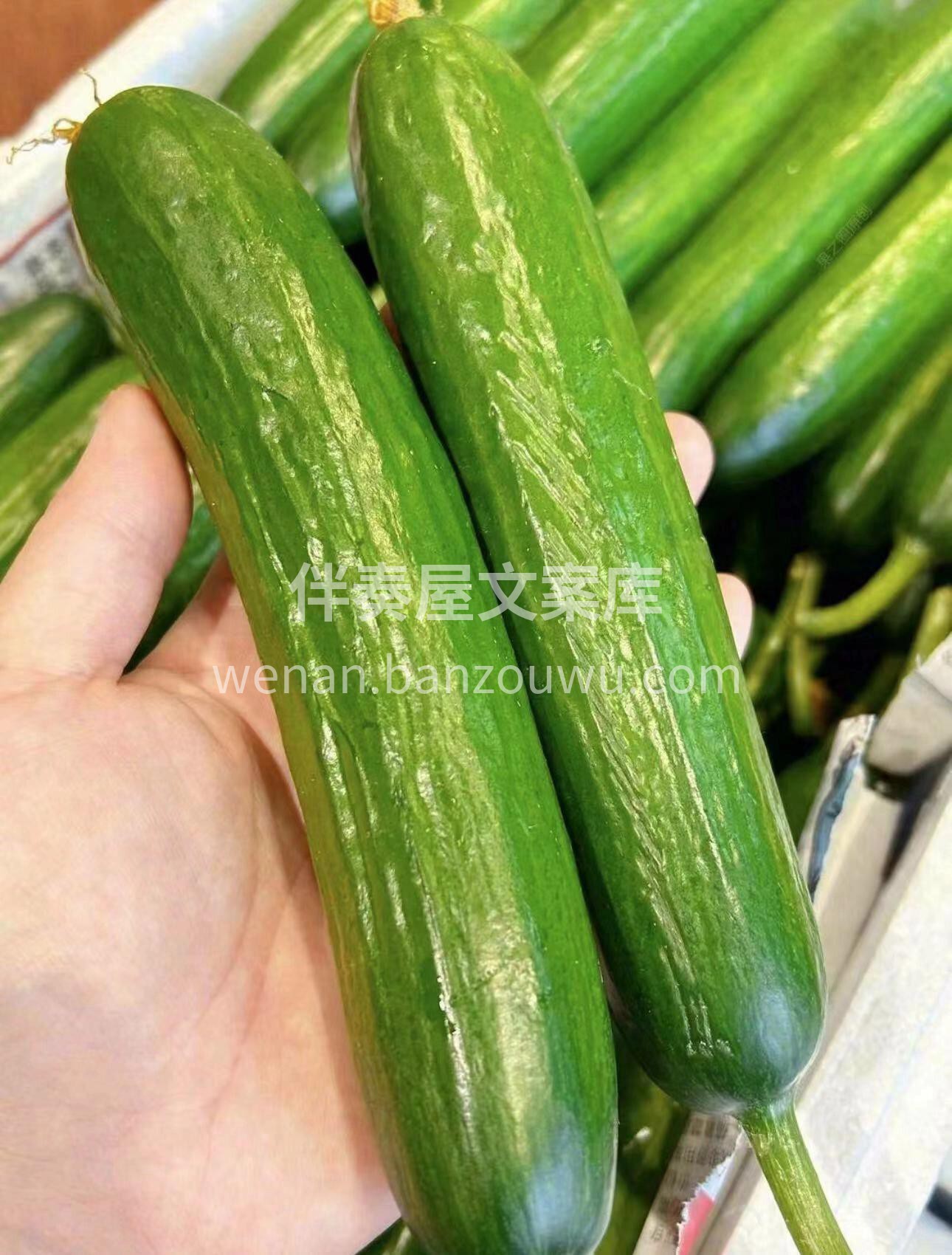 👉清凉利口，香甜解腻的水果黄瓜🥒 跟菜黄 配图2
