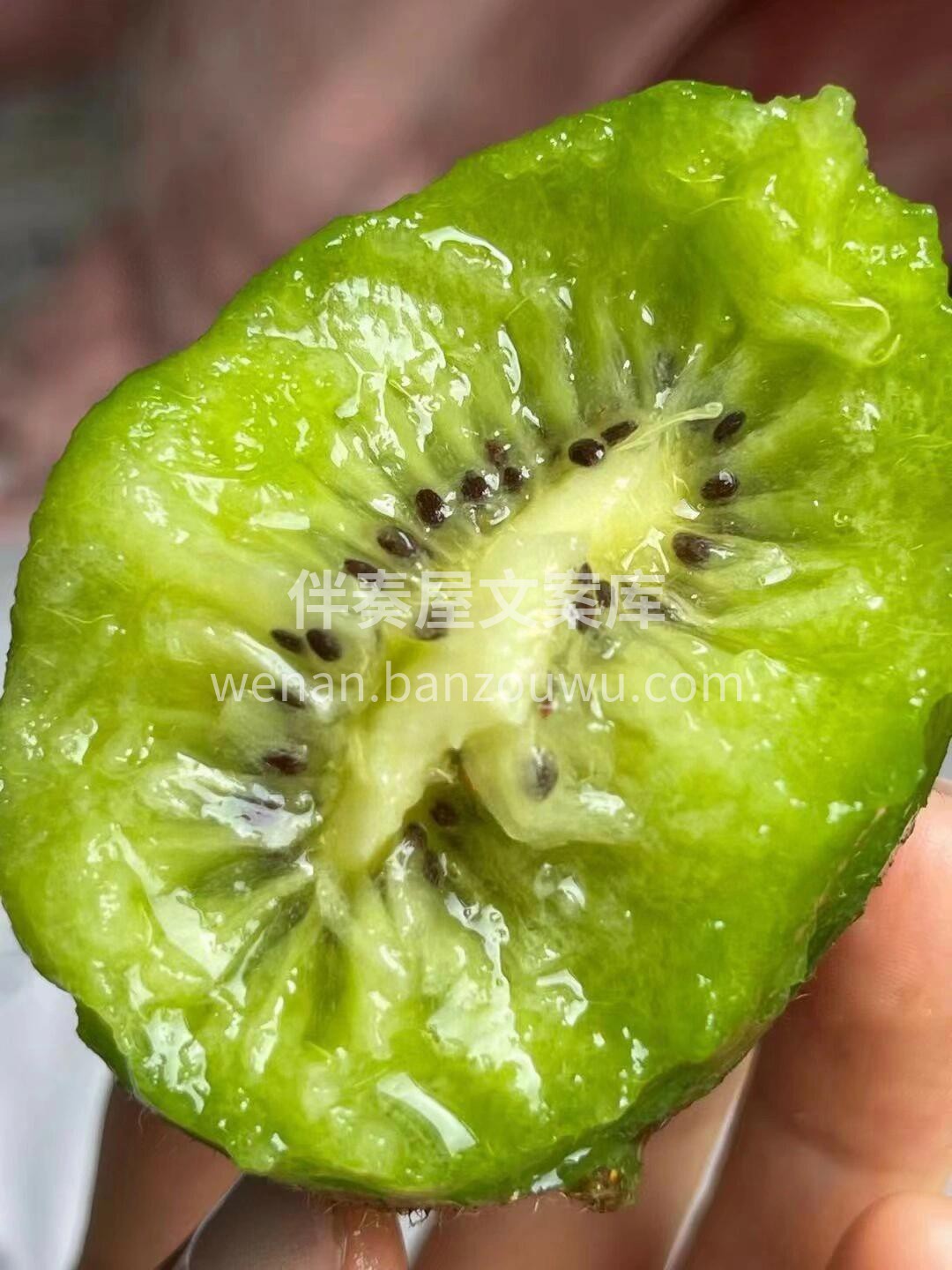🌈秋日的阳光穿透闪闪的绿叶甜果 就像今天 配图2