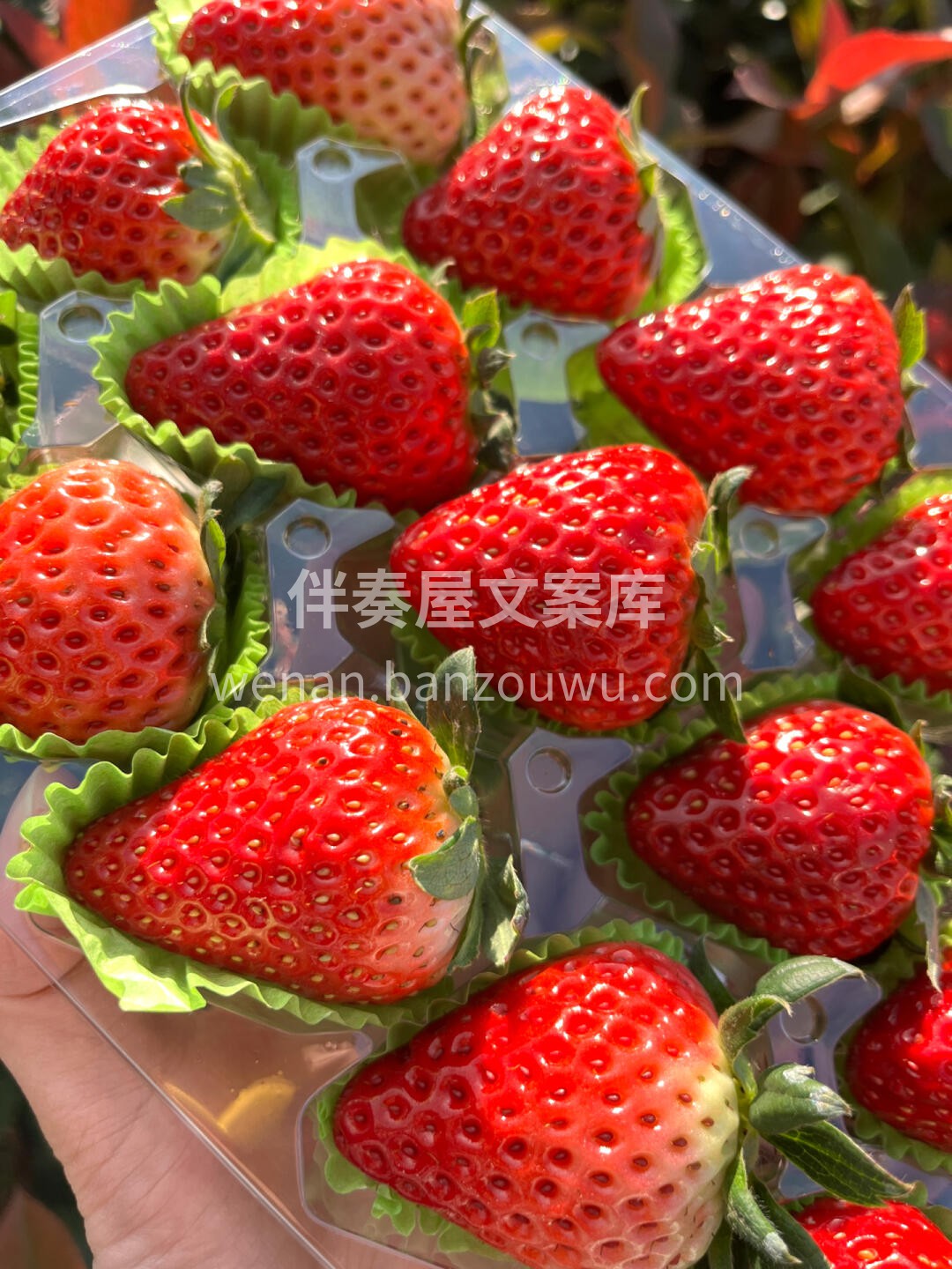 今日份的草莓🍓 “😋每一口都是精华，从头 配图1