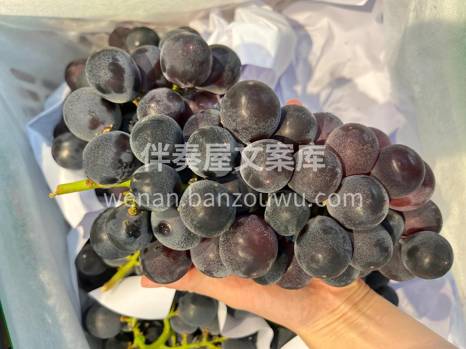 到货🔥巨峰葡萄🍇 香、脆、甜‼️入口细细 配图1