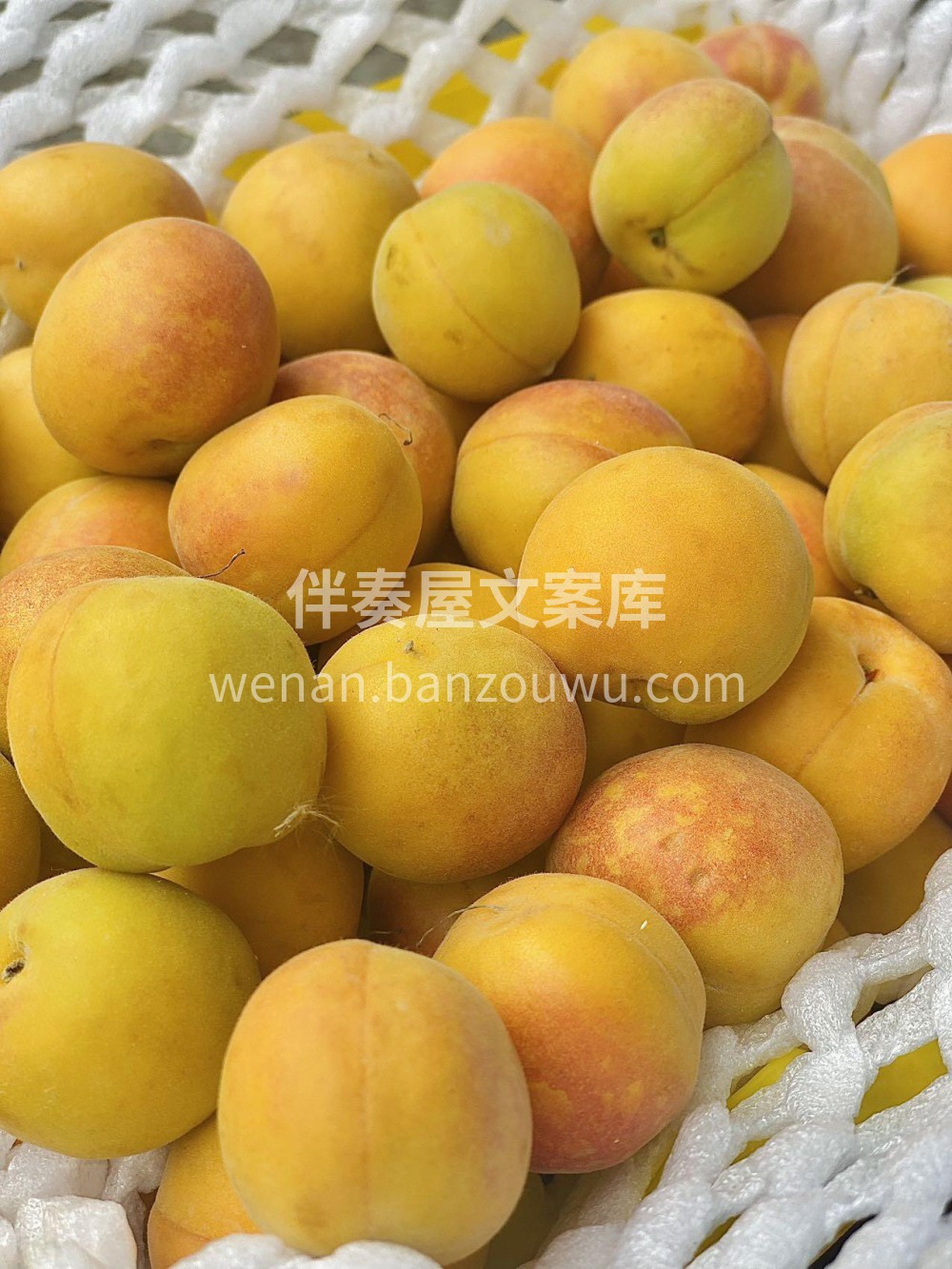 新疆小白杏到货啦！🌞 一口爆汁甜过初恋💘 配图1