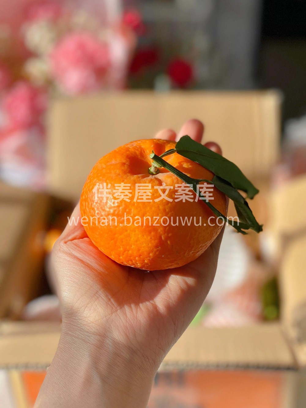 ?云南沃柑！ ?很新鲜，口感嫩，汁水足， 配图2