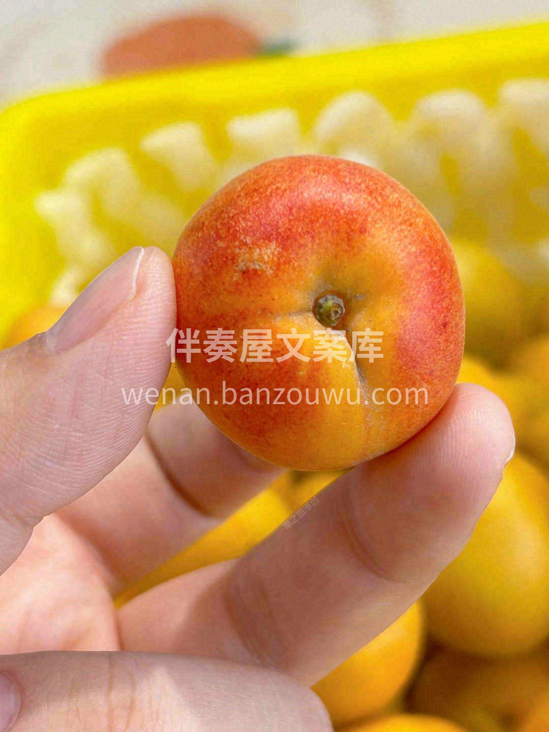 世上只有两种杏👄，‬新疆干吊‬杏和其他杏 配图2
