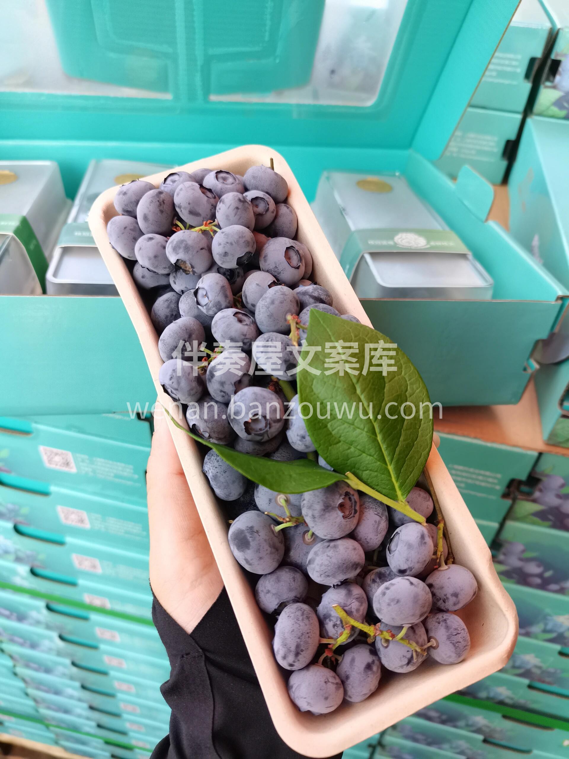 全新体验~~ 💌蓝莓也可以撸串🍡，沉醉在 配图1