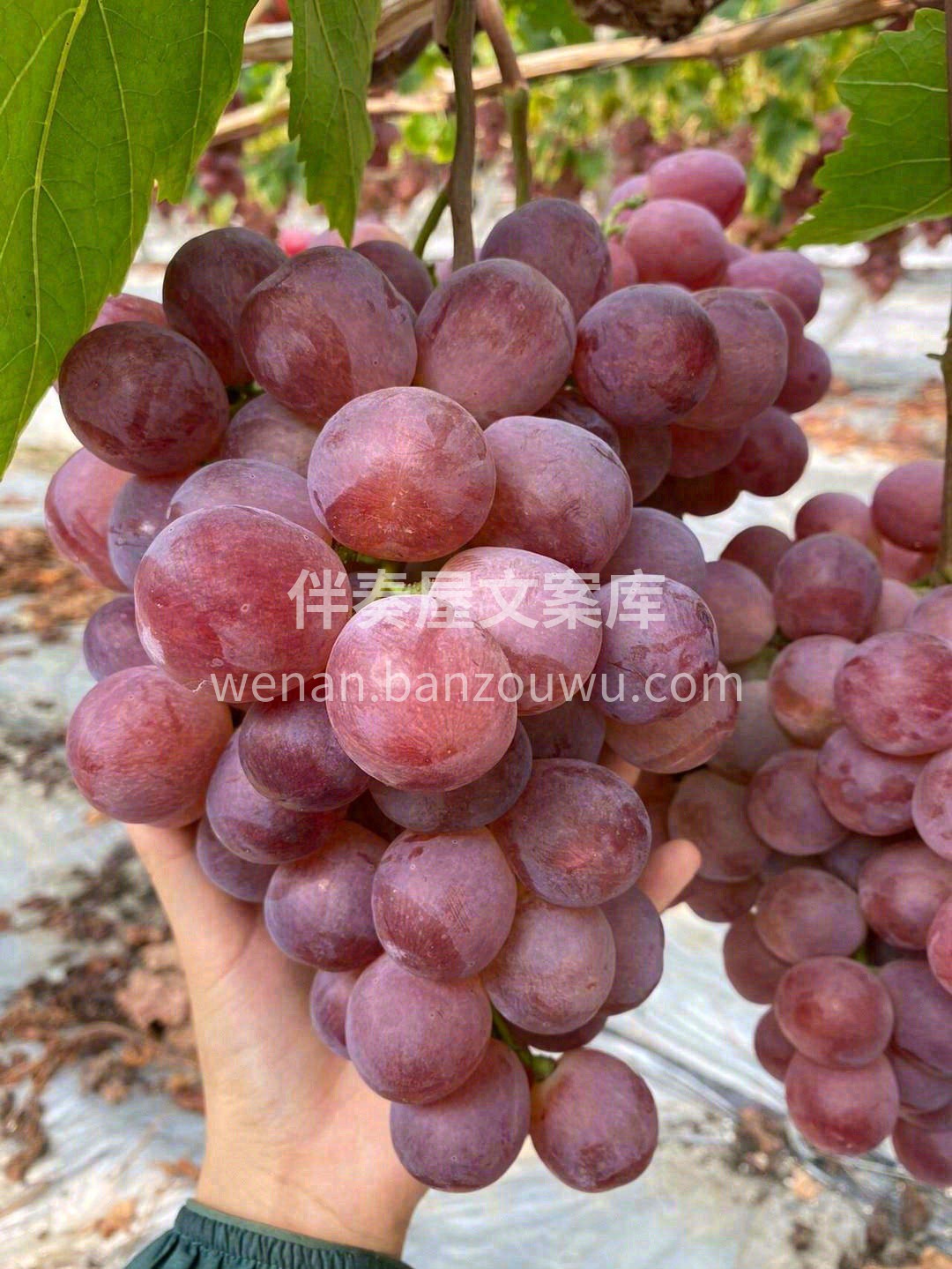 🍇身材圆滚滚的宛如一颗颗串起来的“红珍珠 配图3