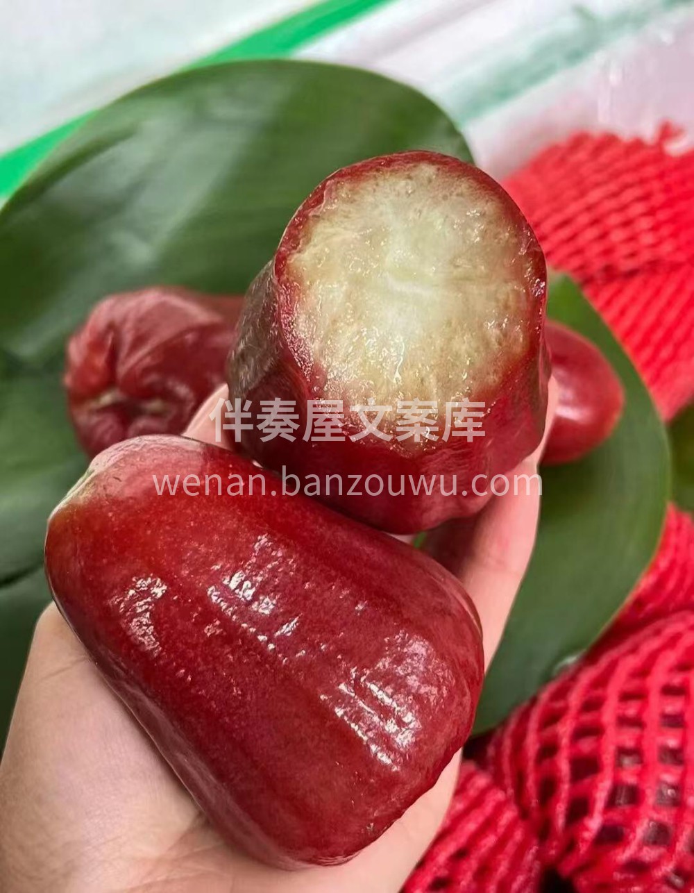 别错过👉掌心莲雾🍎红润水灵、小巧可爱，嘎 配图3