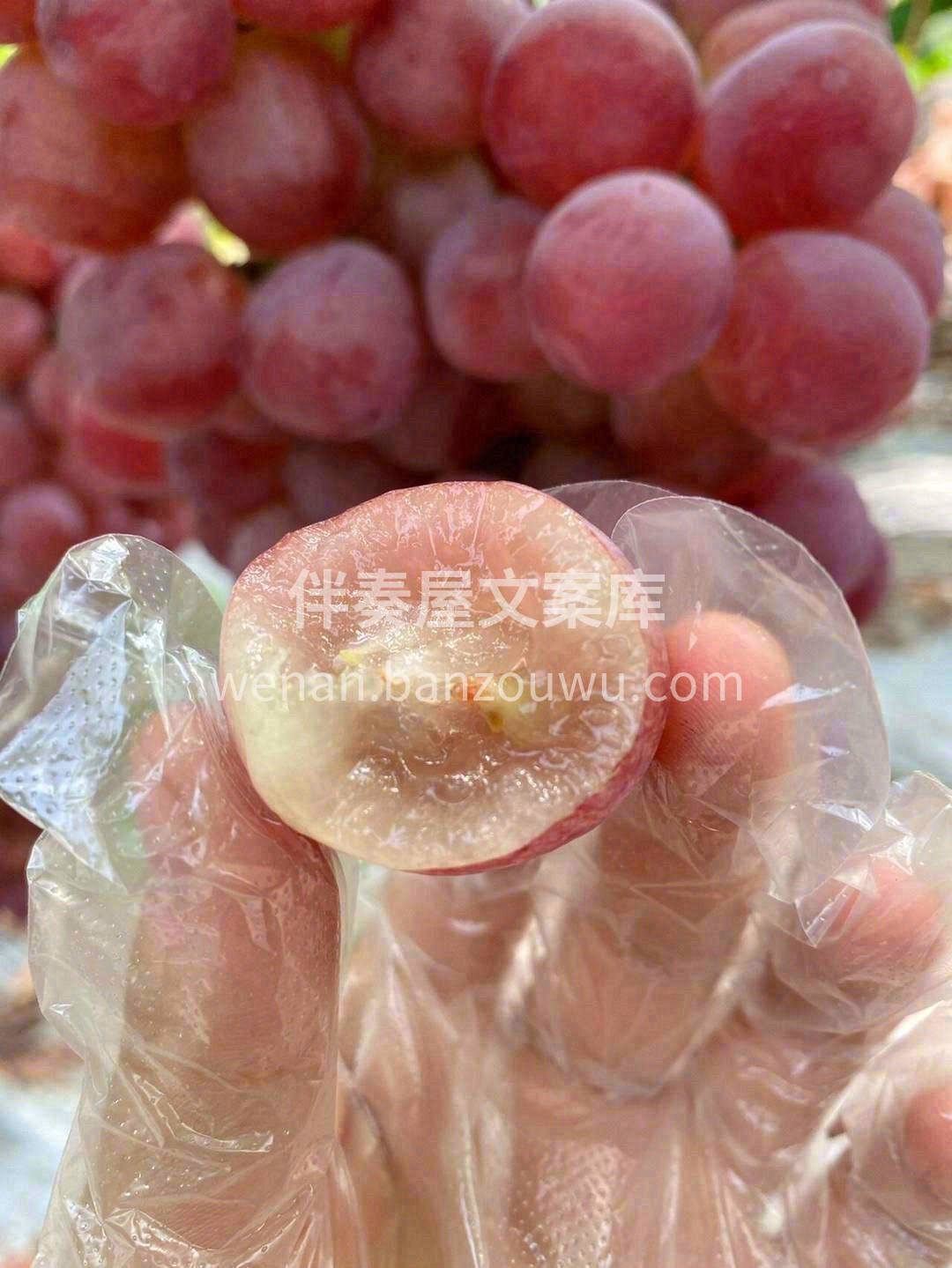 颗粒饱满，每一颗都透着新鲜气儿🌸 硬度非 配图1