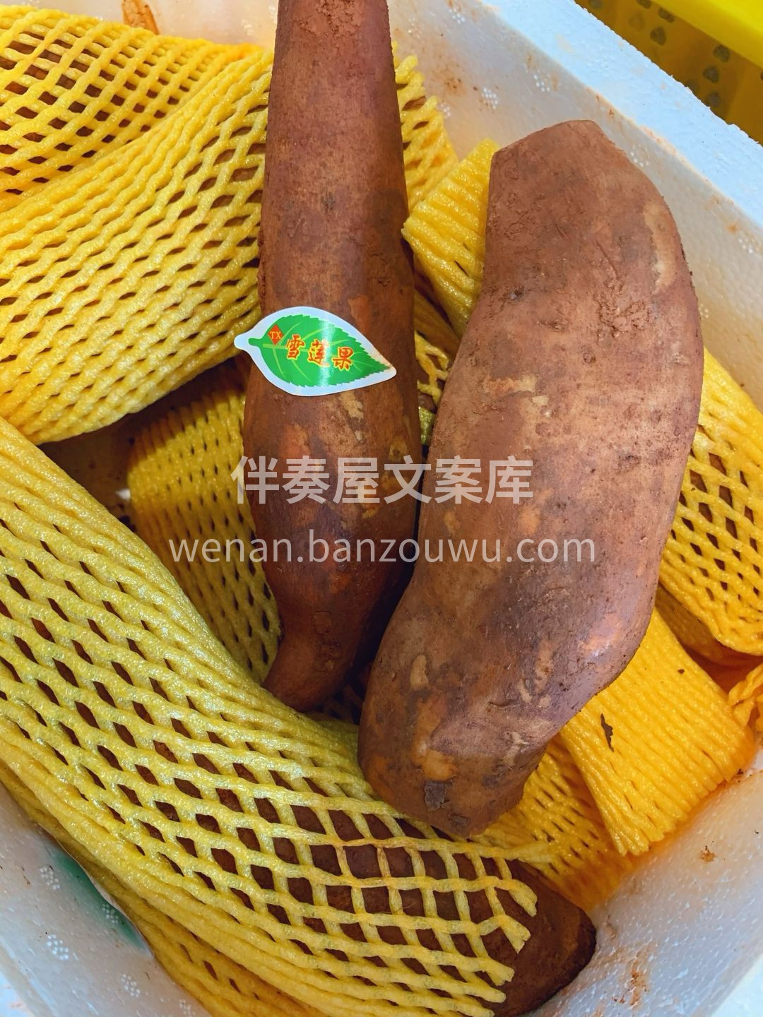 🍠雪莲果----唯一的地下水果，💥脆甜！ 配图2