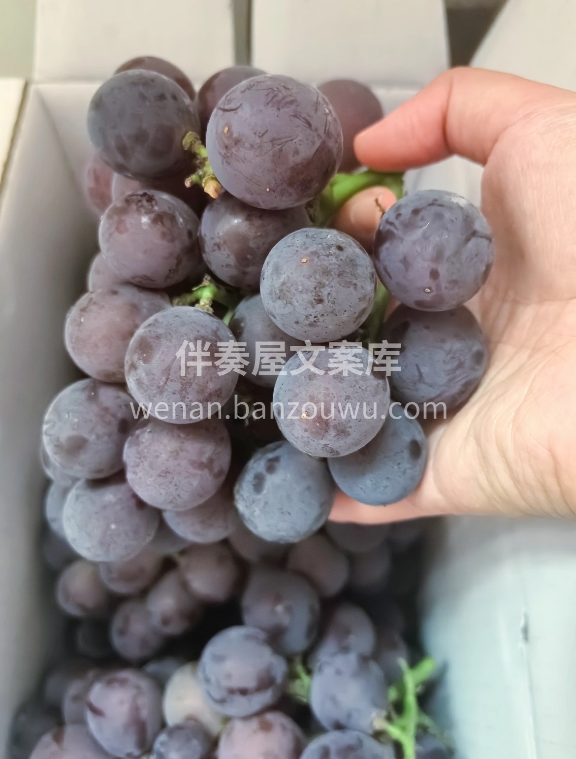 今日分享-浦江飓风葡萄🍇 口感浓甜带香‼ 配图1