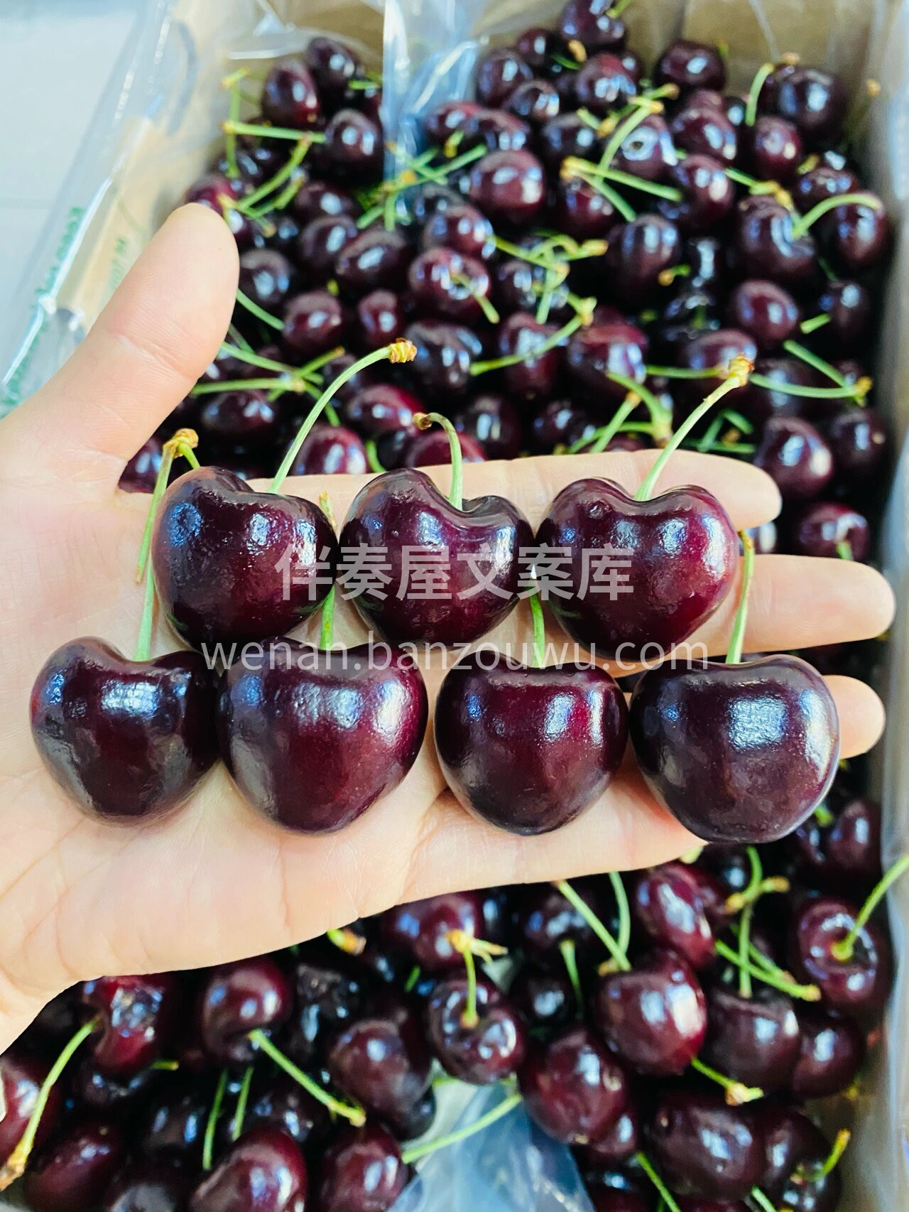 💕这个季节最难拒绝的车厘子🍒 桑缇娜车厘 配图1