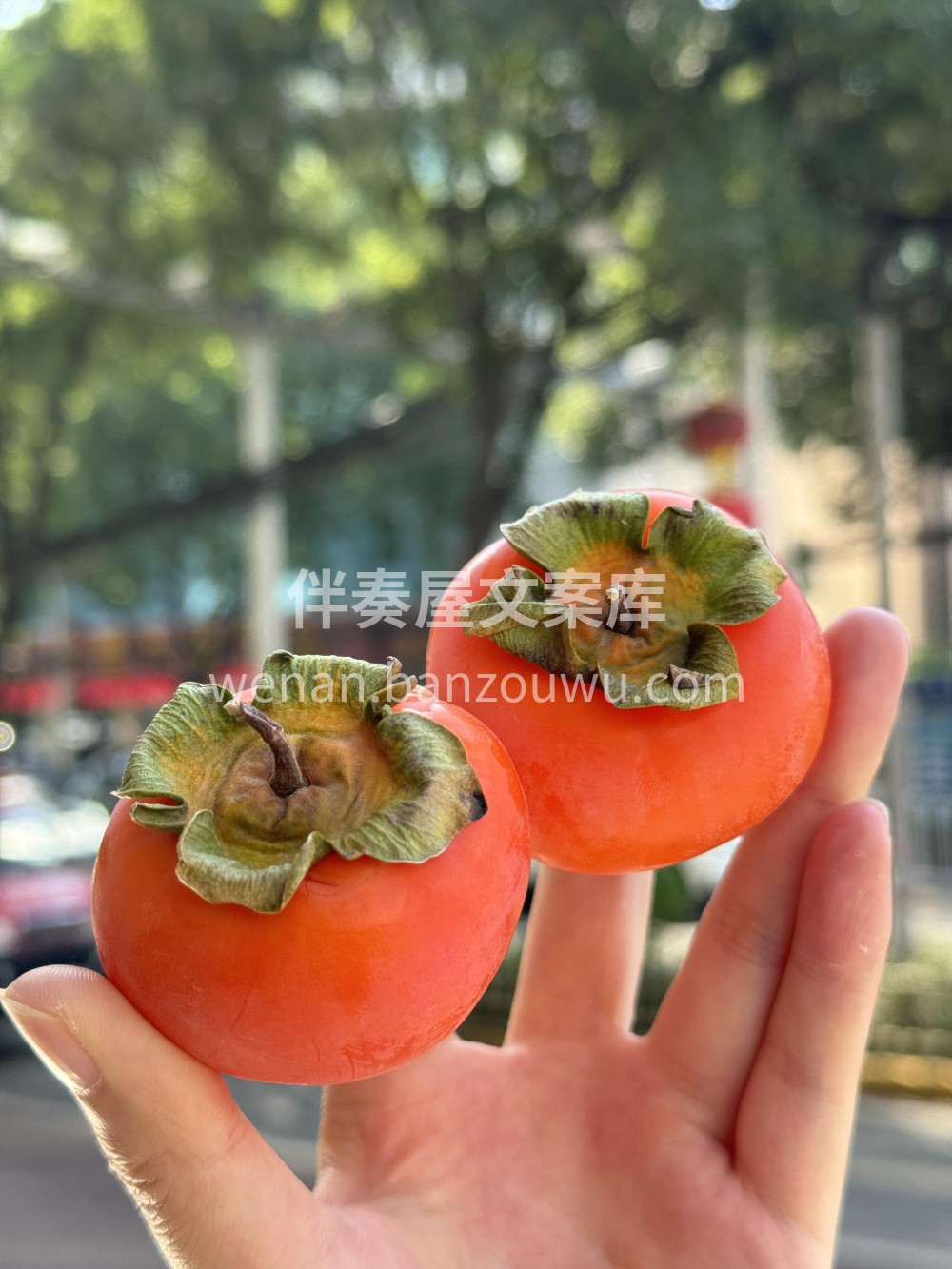 “嘬”一口的甜蜜🍅火晶柿子❤️ 柿柿如意 配图2
