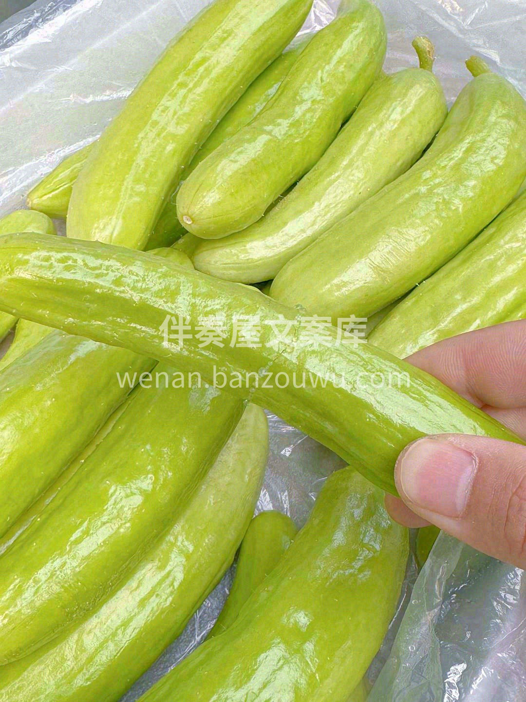 身材小巧的奶油黄瓜✨，被它Q萌的外表一秒 配图2