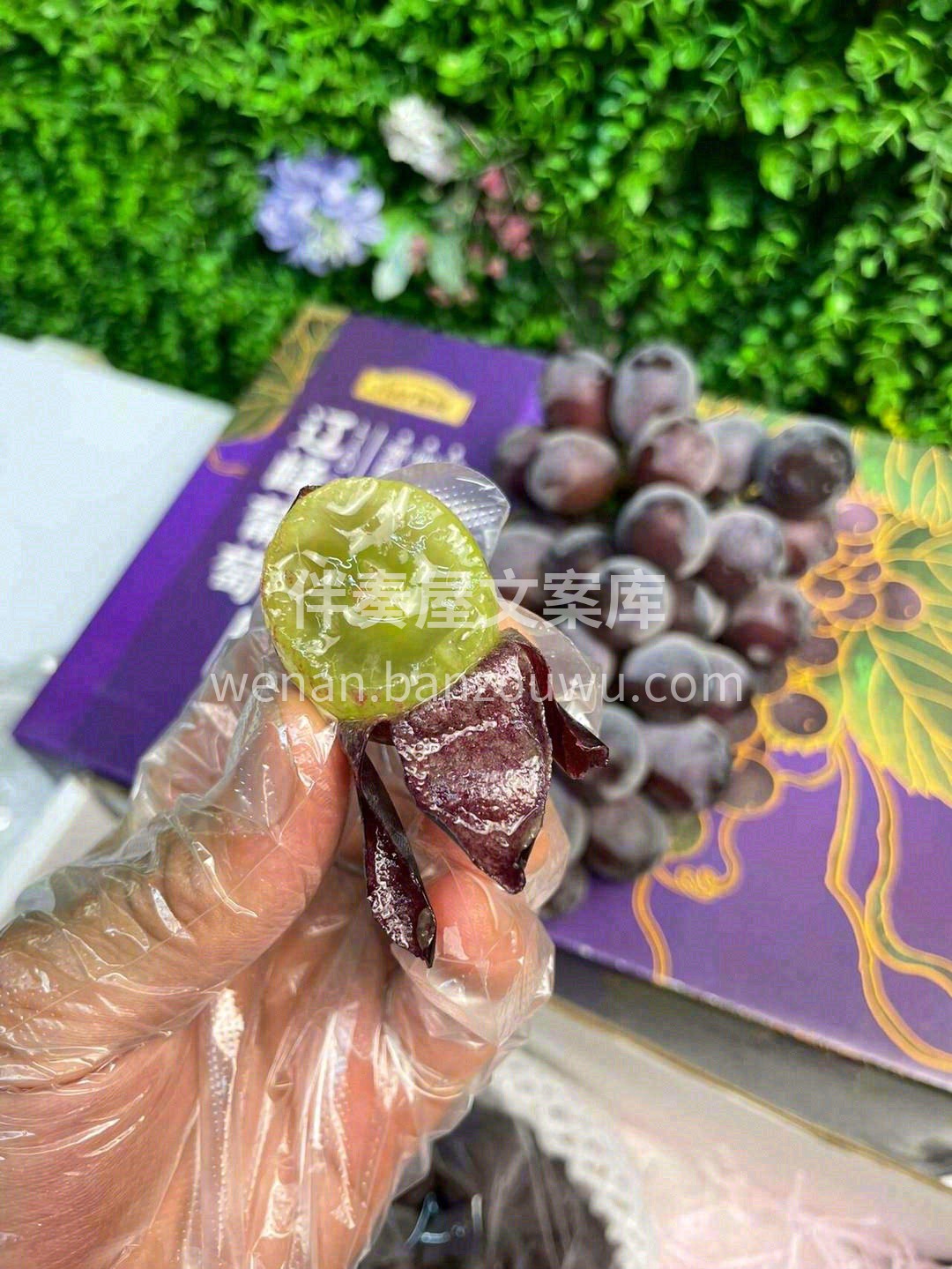 巨好吃的葡萄🍇，甜度是巨甜🍭🍭！ 汁水特 配图3