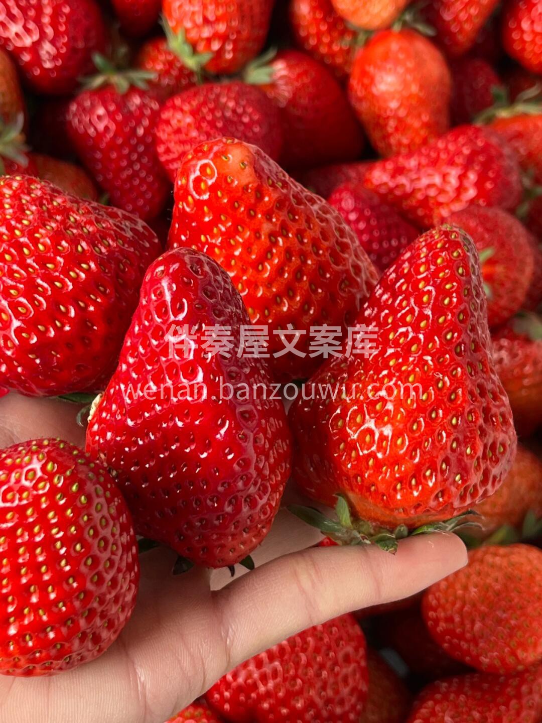 🌟最新到货🌟 双流草莓🍓，鲜红艳丽，酸甜 配图3