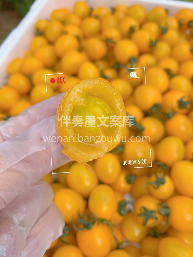 宝藏小番茄，是漂亮的淡黄色啊💛 皮很薄， 配图1