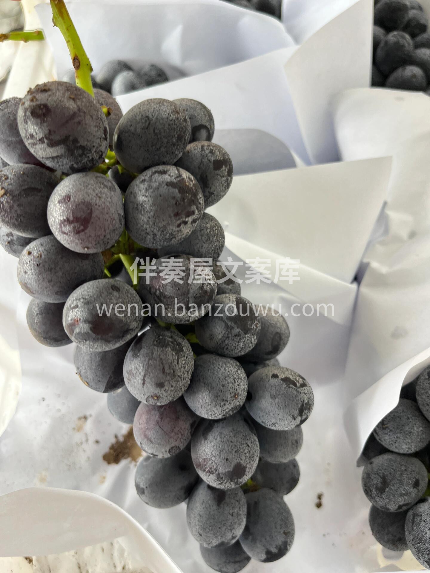 夏黑葡萄🍇新鲜到店啦 宝宝👶🏻 也可以吃 配图1