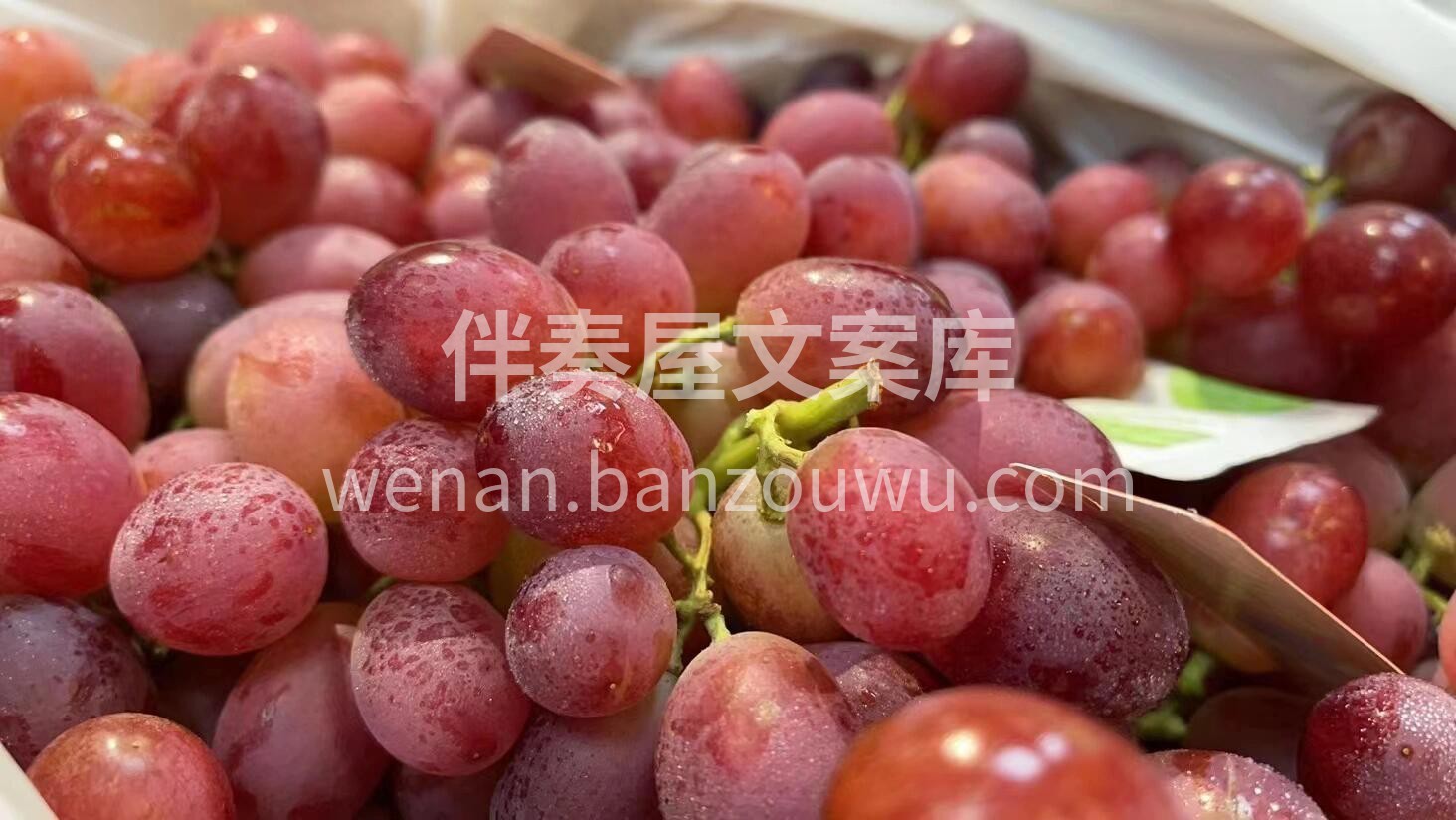 断货已久的无籽红提到货啦✌️ 颗颗饱满， 配图2
