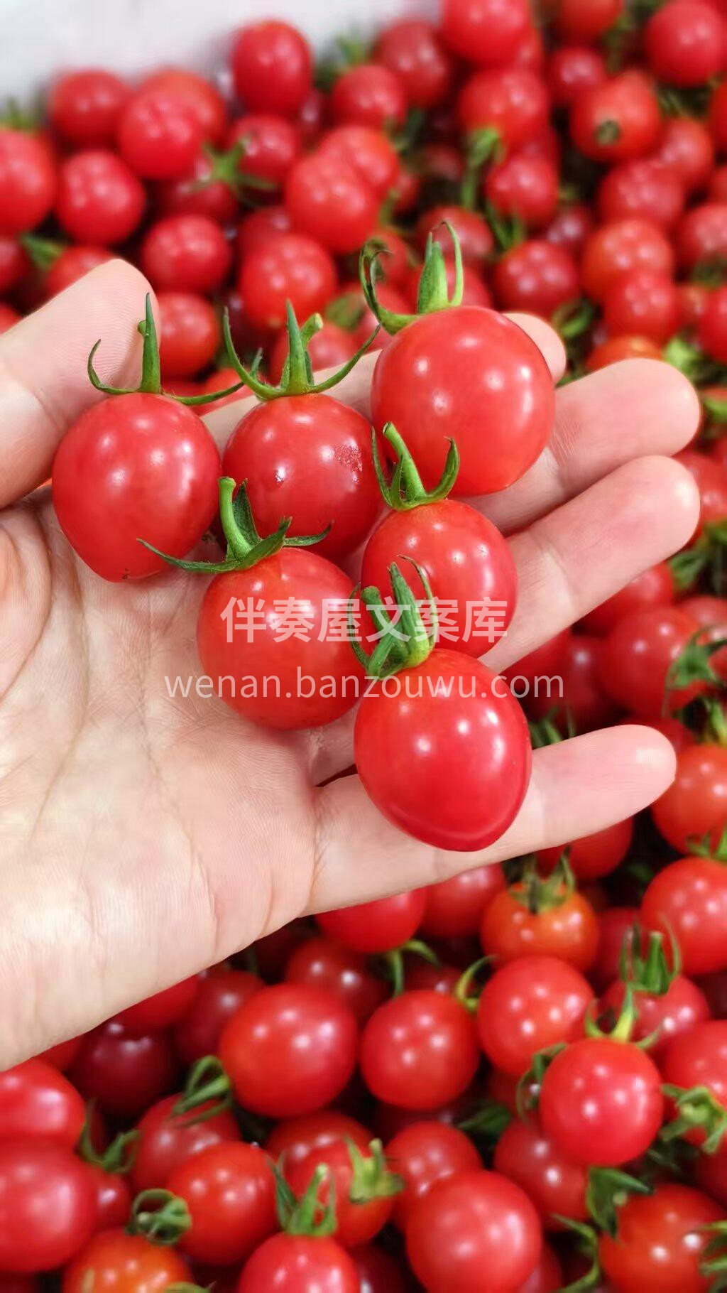 玲珑千禧🍅小可爱继续新鲜到货喽 与普通小 配图1