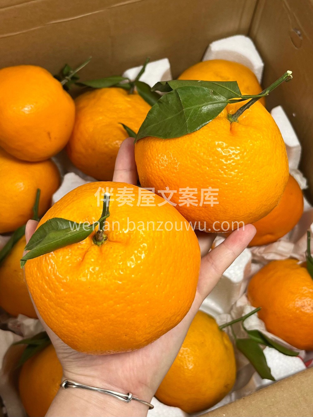 ☘️愿大家这个冬天都是橘子的浪漫！ 🍊希 配图3