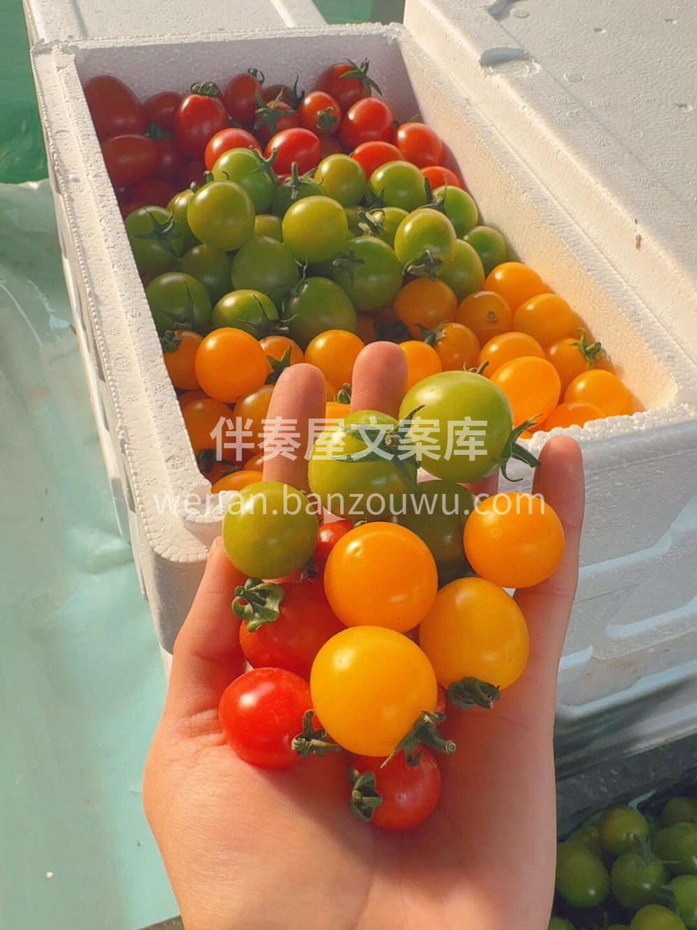 三色番茄🍅给你不一样的好心情每个颜色都治 配图2