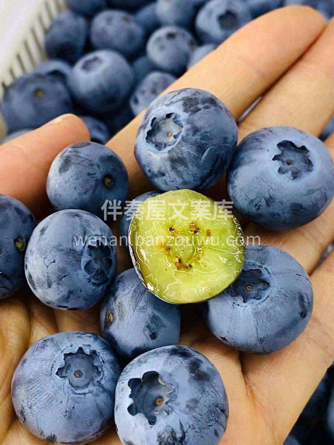 一颗颗的蓝莓，沾上小小的水珠💦 轻咬下去 配图1