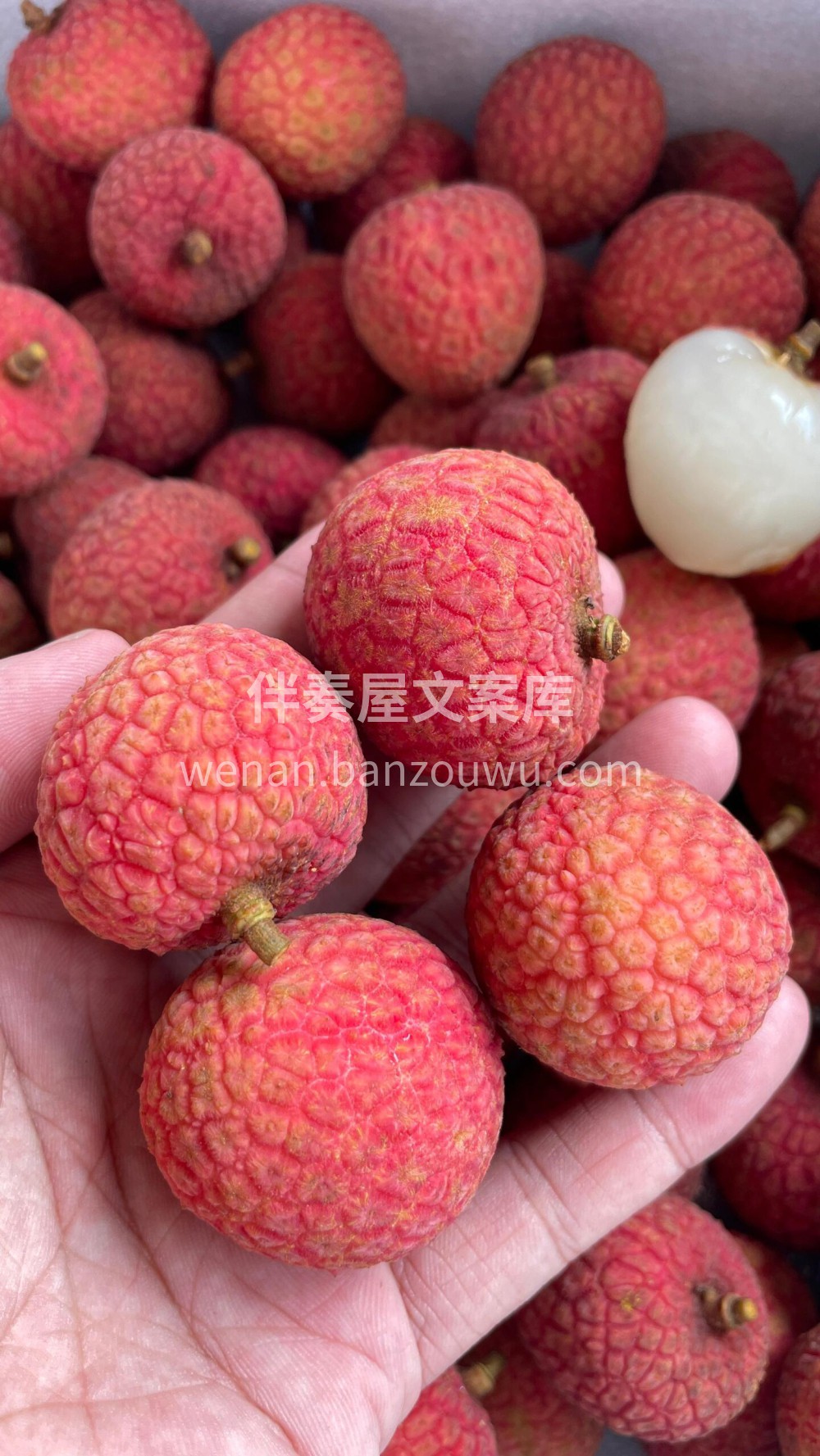 白糖罂荔枝🌸口感清甜，带有独特的蜜味🌹！ 配图1