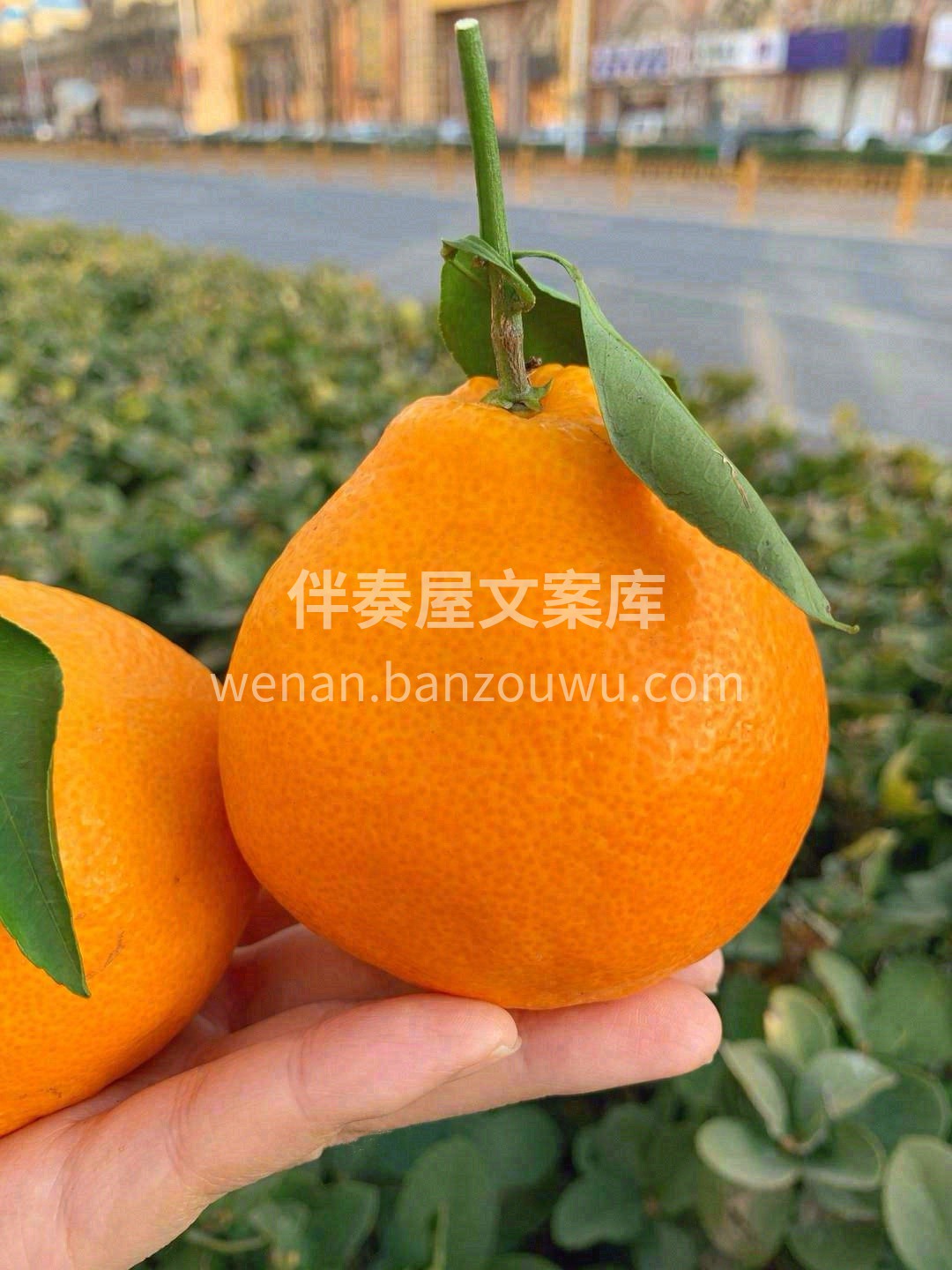 耙柑软囊囊的皮🐋 滑嫩嫩的肉🌊 清甜甜的 配图3