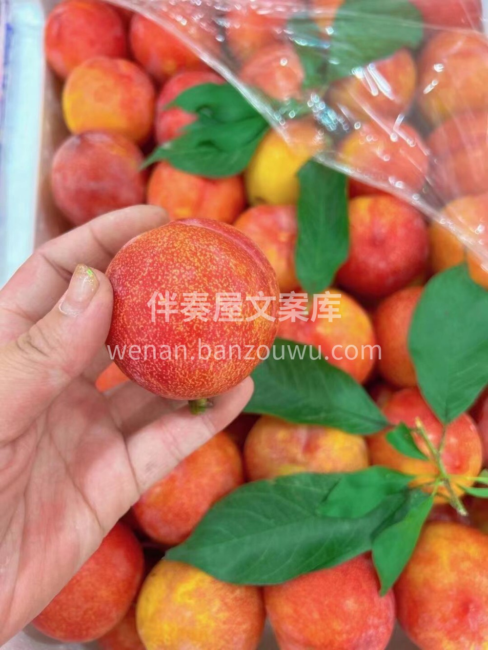 李子👉在所有的李子当中，大红袍蜜李都是很 配图1