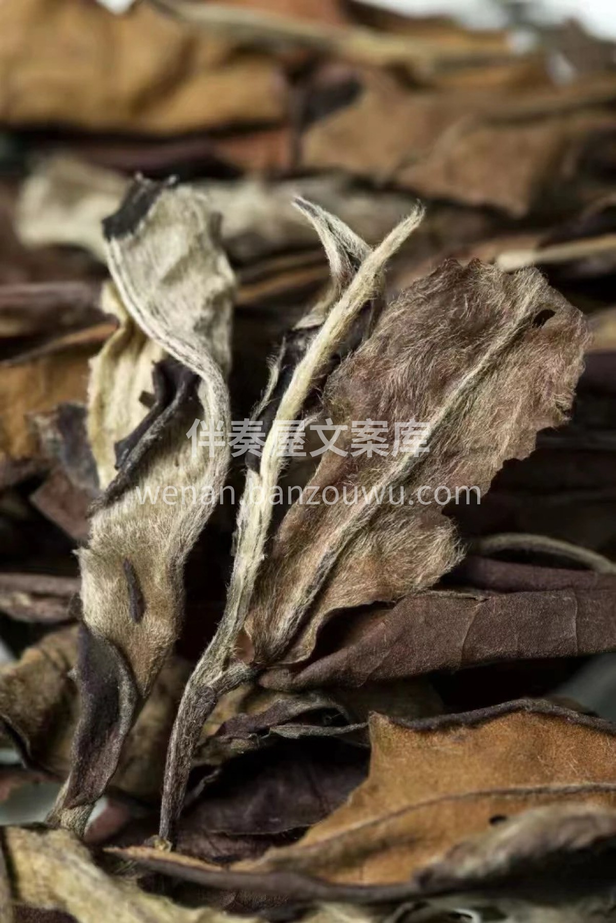 煮一壶茶陈皮老白茶，清雅淡然 润肺止咳 