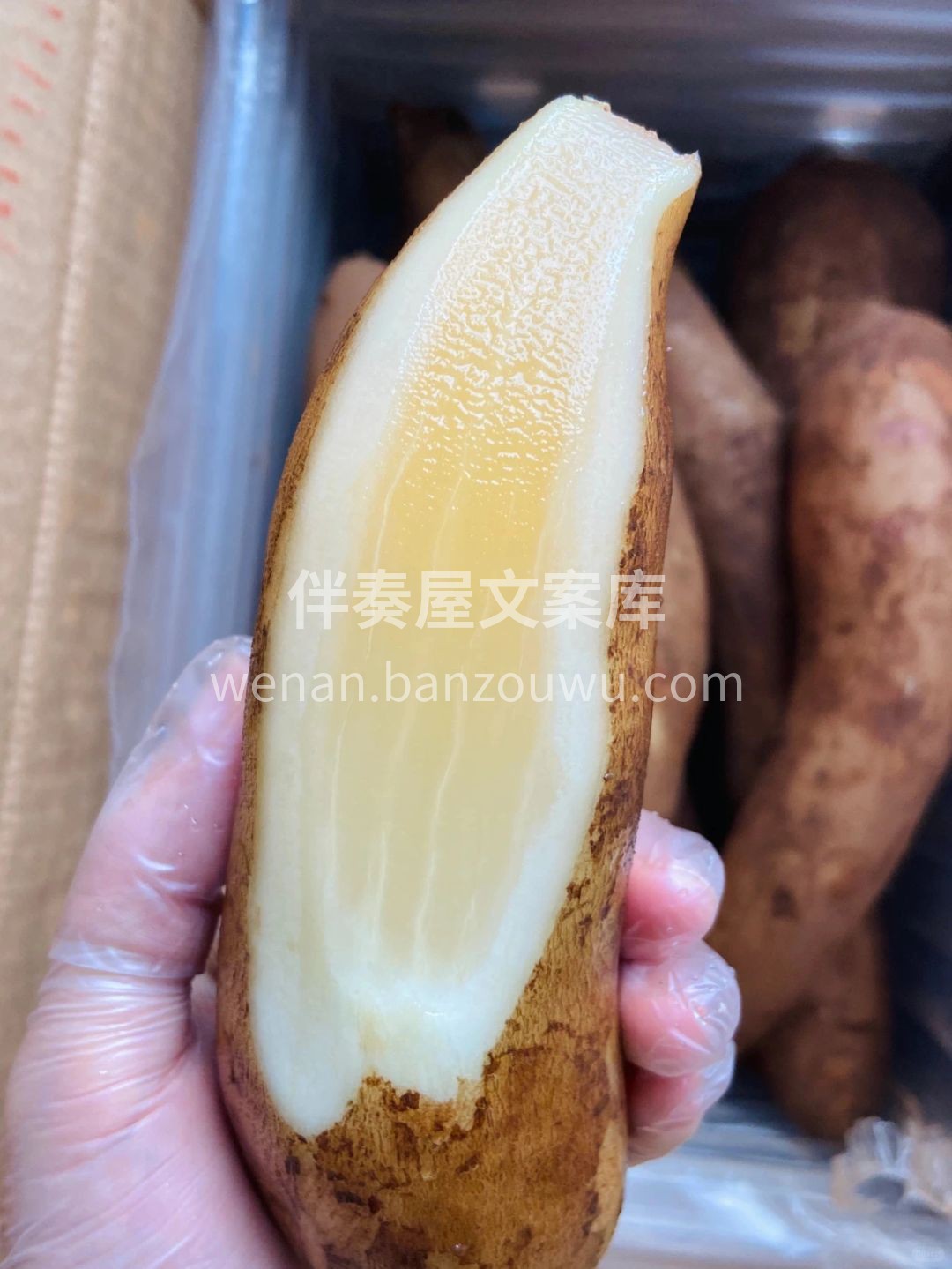 🍃仙气飘飘的雪莲果😍 🍭拥有雪梨般的清甜 配图2