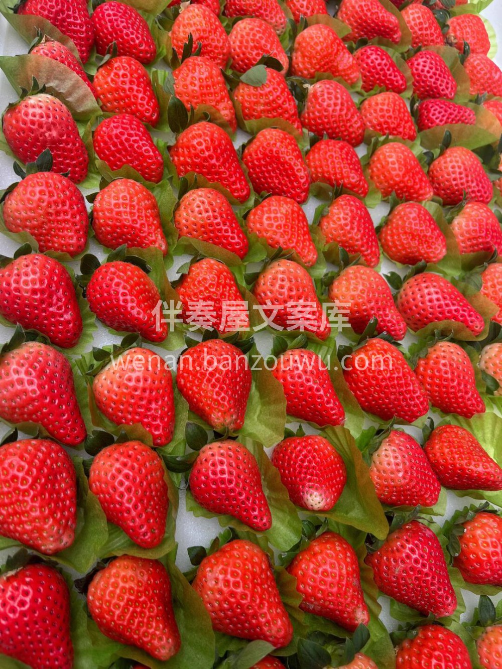 🍓冬天的正确打开方式！草莓🔥没有草莓的冬 配图2