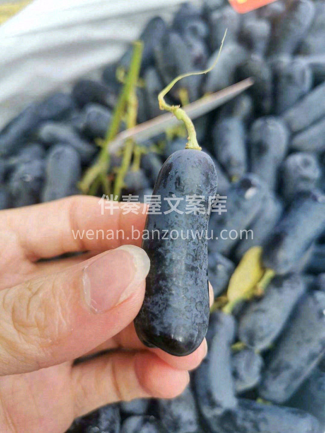 ?澳洲阳光充足?️，每年日晒时间超过30 配图1