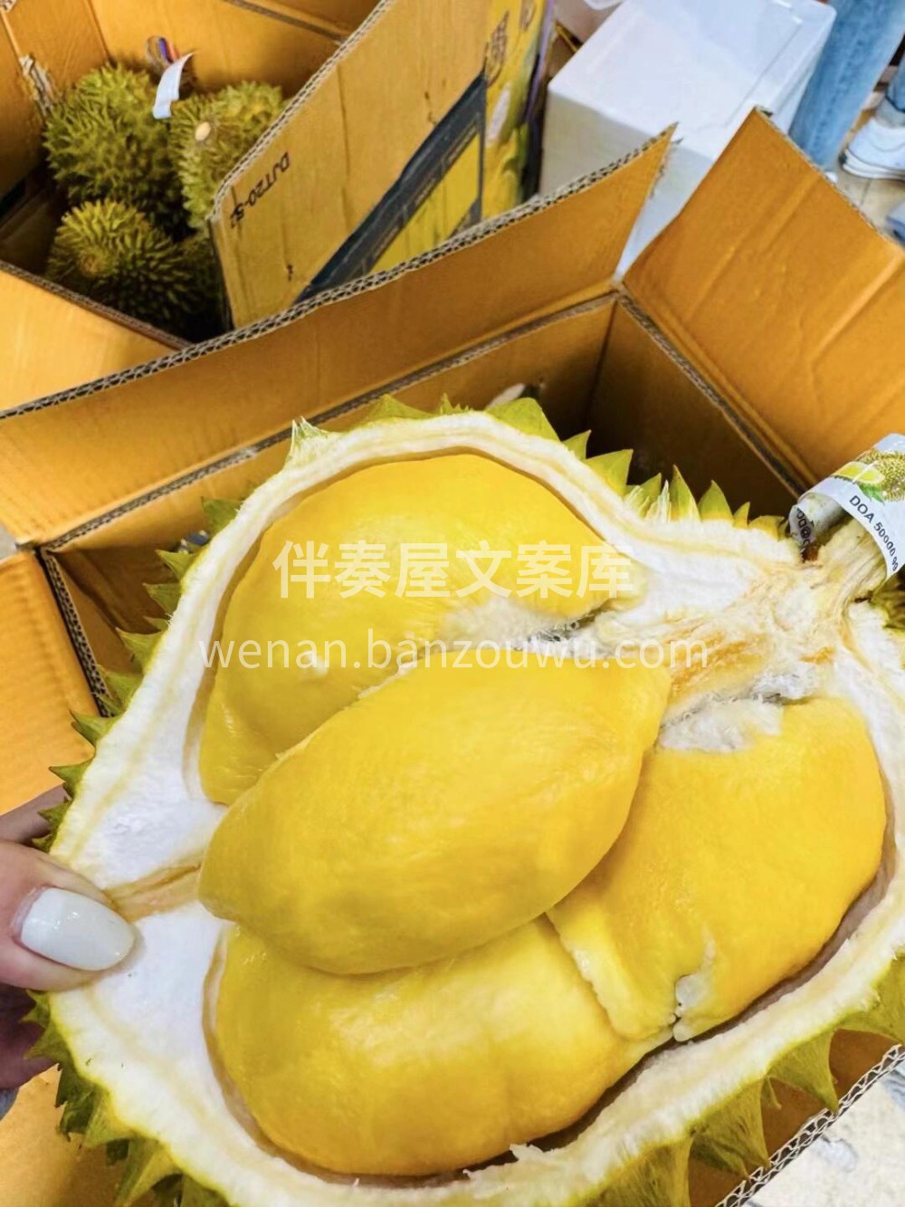 今天的青尼榴莲就是黄胖子☺️泰国🇹🇭青尼 配图1